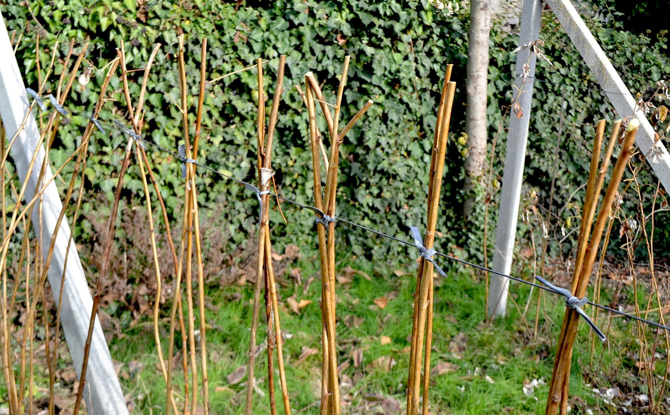 RASPBERRY PLANTS WINTER CARE 8 Steps Instructables