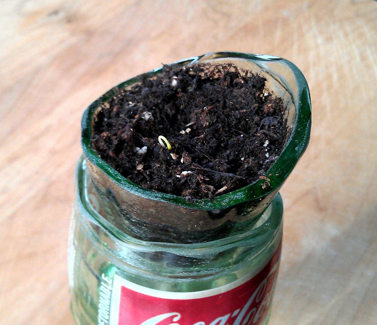 Self Watering Glass Bottle Planter 4 Steps Instructables