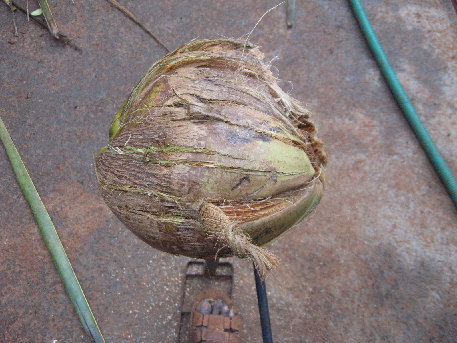 How to Husk Coconut Using Localmade Tool 3 Steps (with Pictures