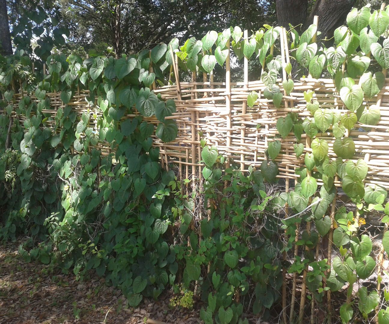 Weave a Bamboo Privacy Fence