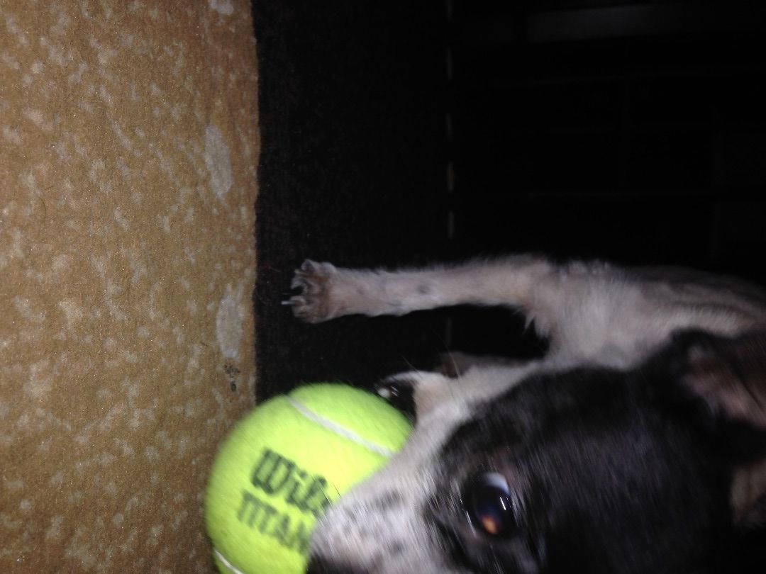 instructables dog ball launcher