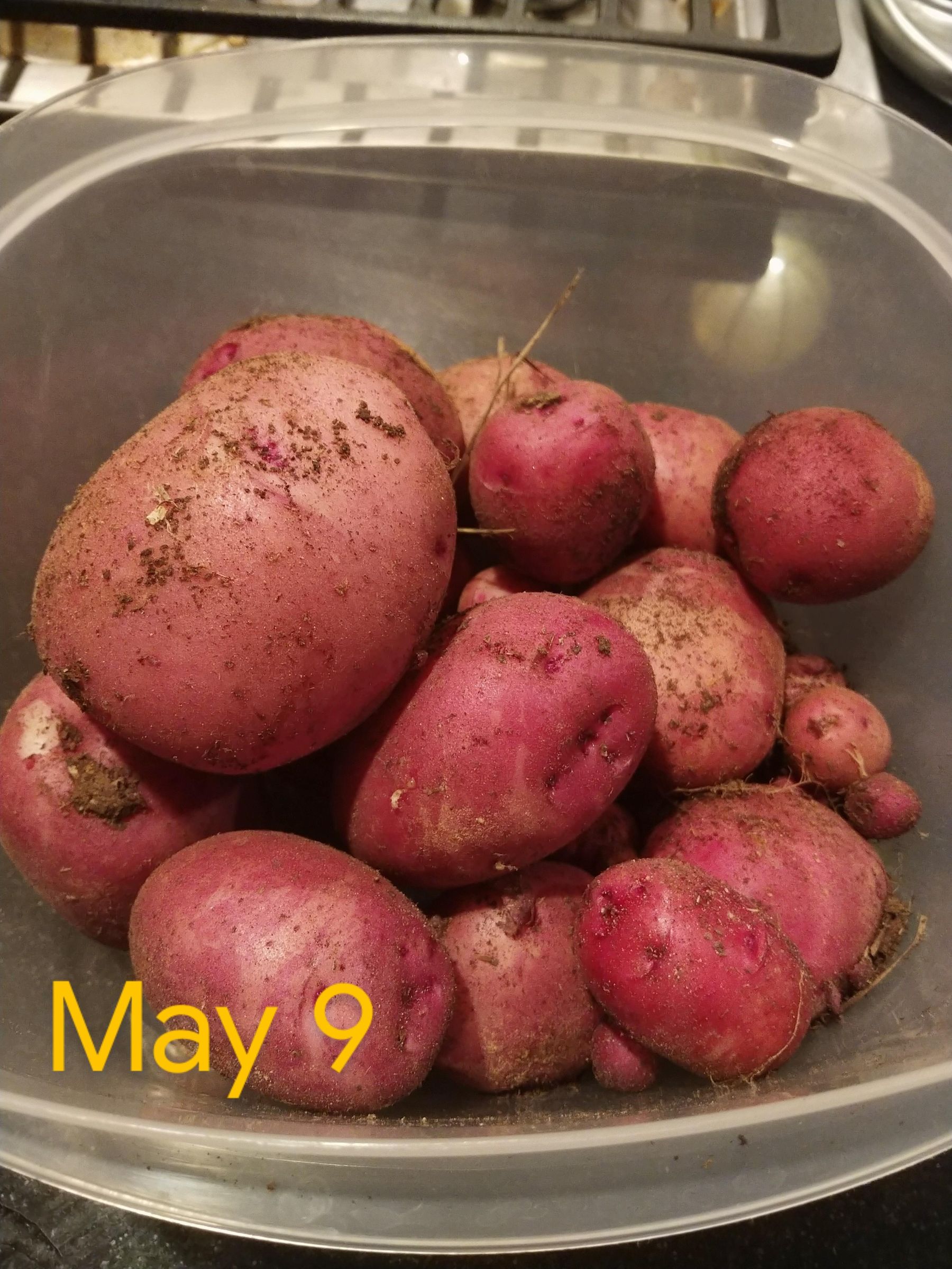 Growing Paper Bag Potatoes : 5 Steps (with Pictures) - Instructables