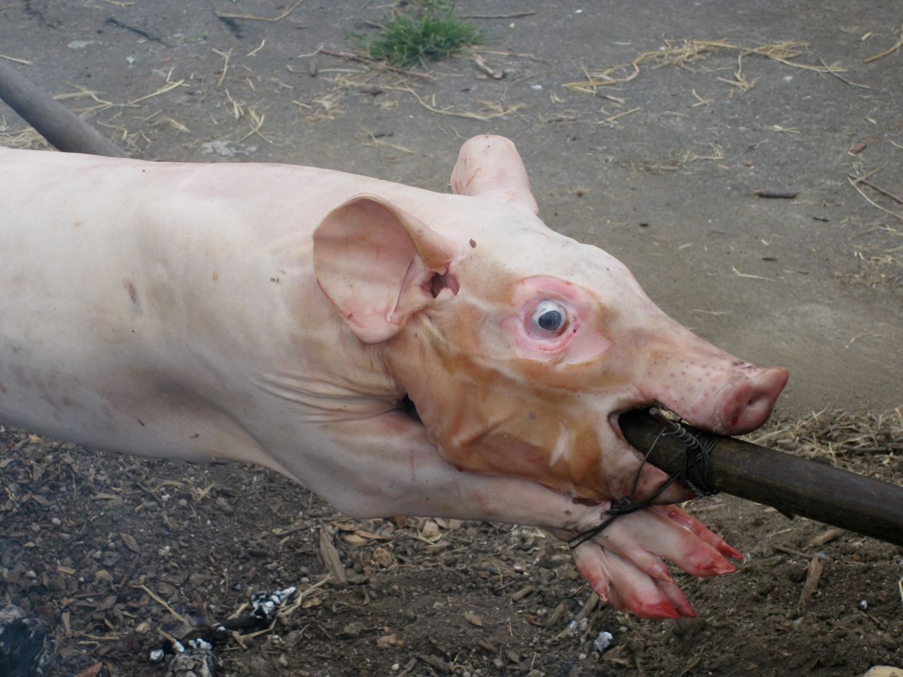 How To Roast A Pig 20 Steps With Pictures Instructables