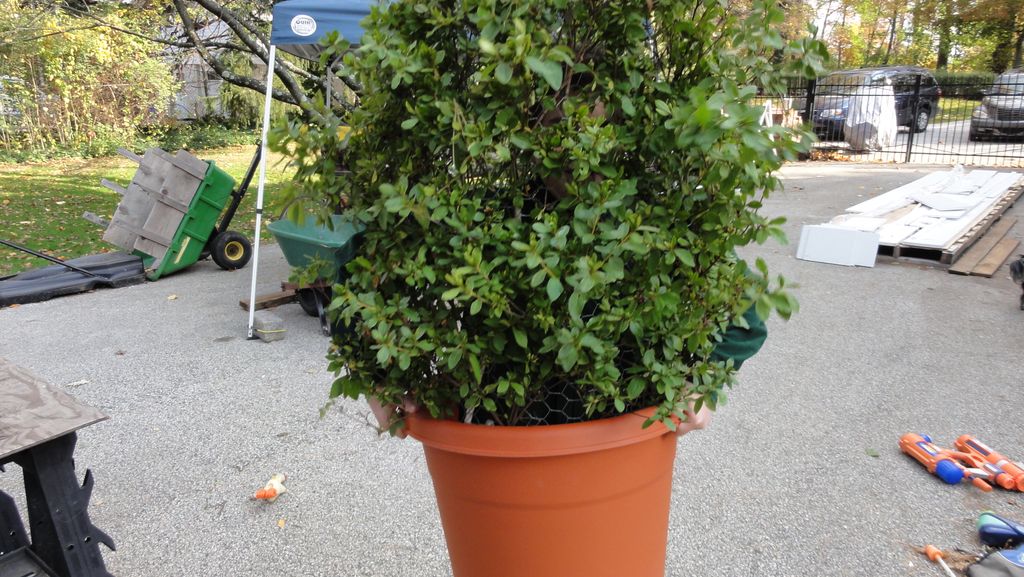 Shrub Bush Plant Costume 3 Steps With Pictures Instructables