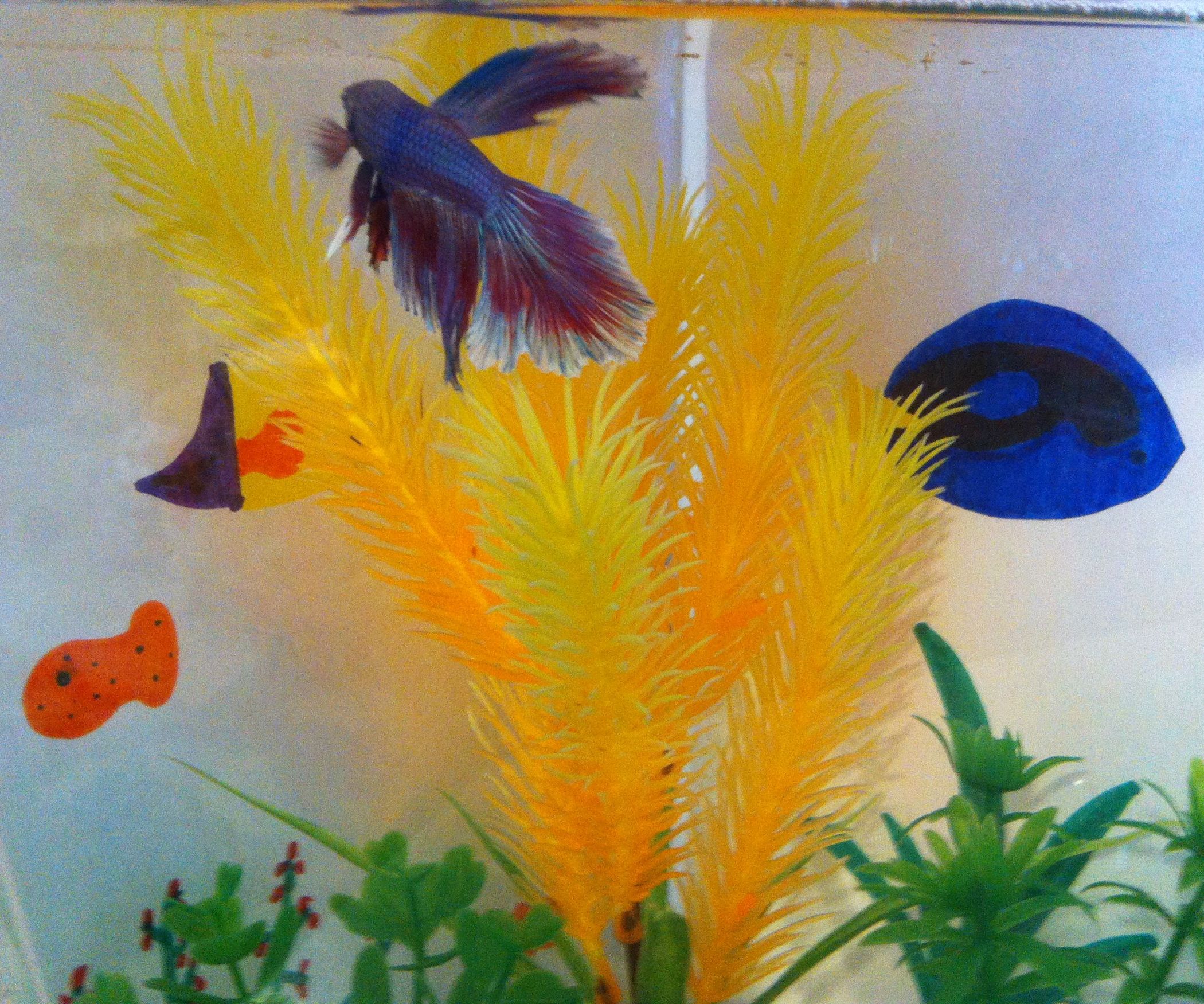 Colorful Fishtank Backgrounds 11 Steps Instructables