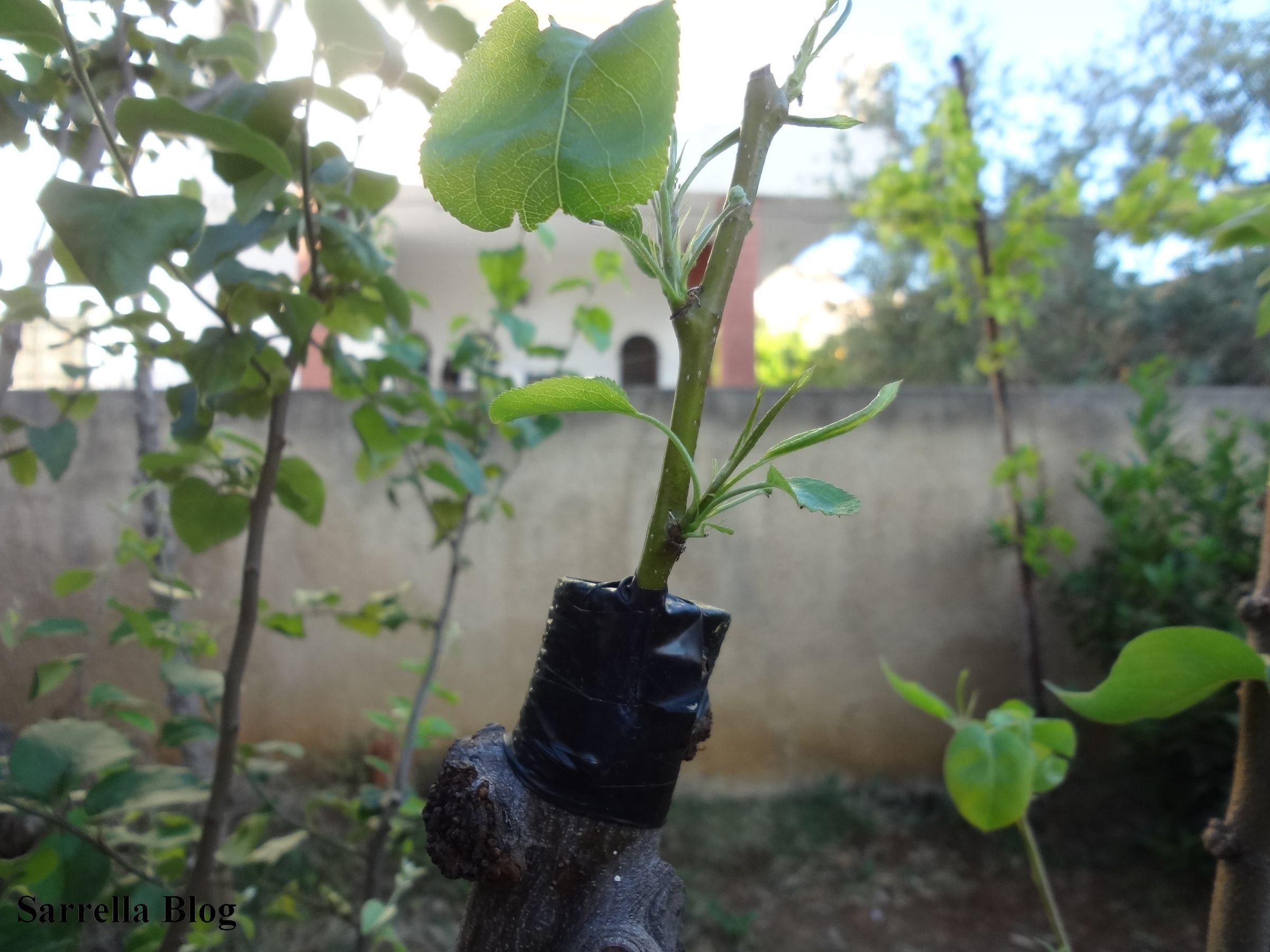 Grafting a Pear Scion to a Quince Tree 14 Steps (with Pictures
