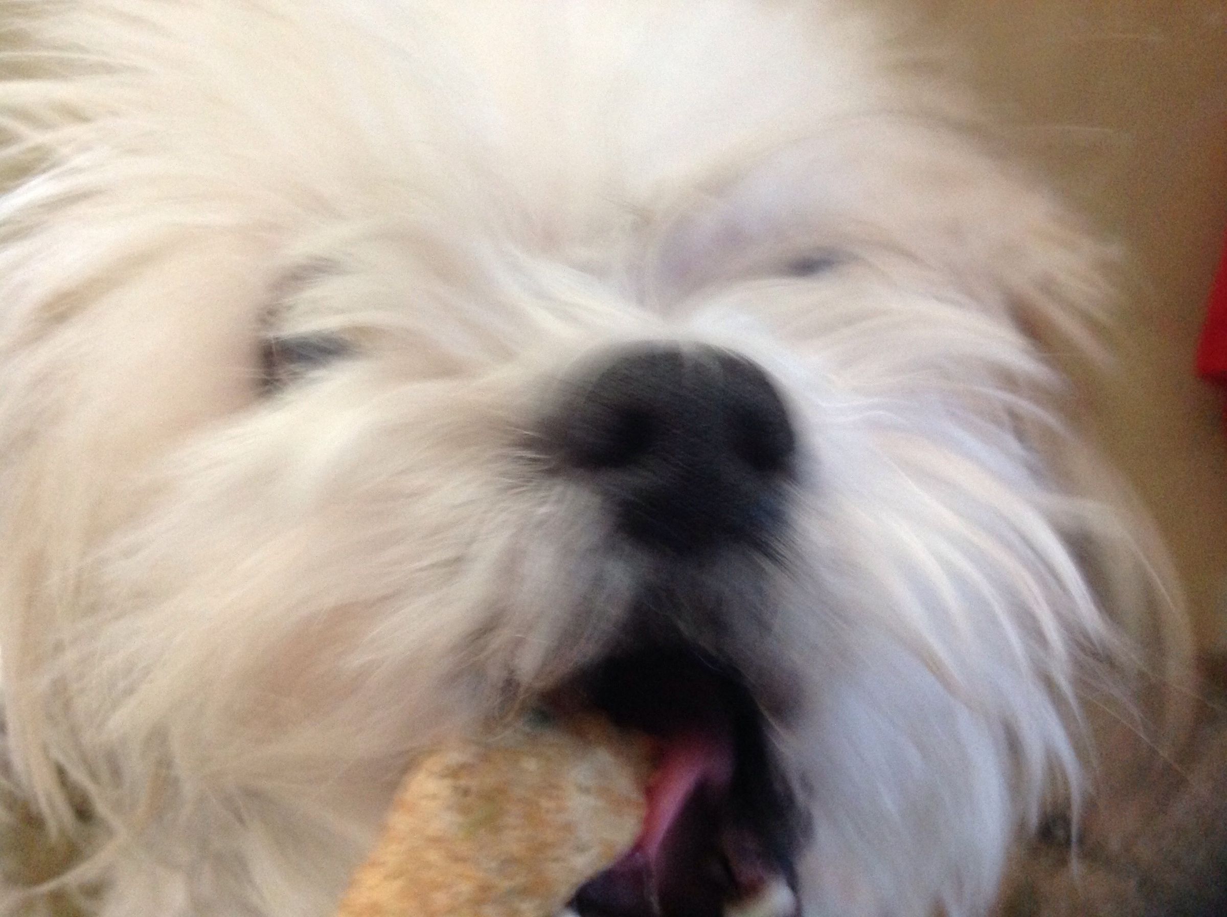 homemade dog treats for teeth cleaning