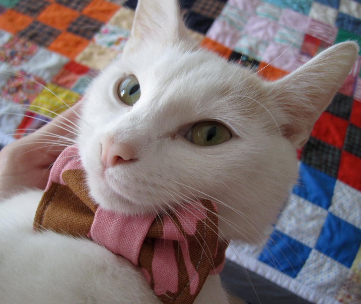 Cat Bow Tie + Pattern 8 Steps (with Pictures) Instructables