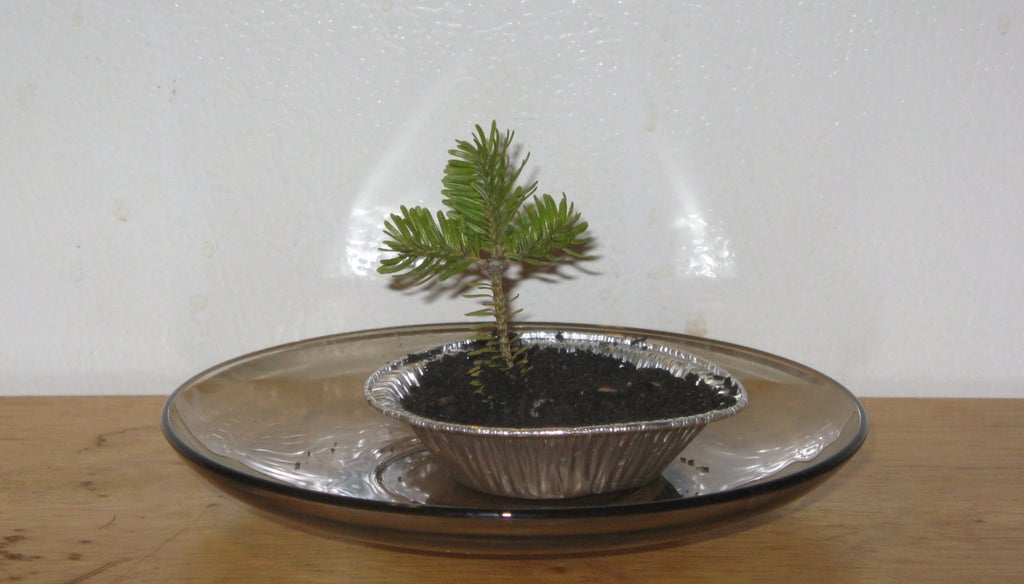 Starting A Bonsai From Seed 6 Steps With Pictures Instructables Starting A Bonsai From Seed 6 Steps With Pictures Instructables
