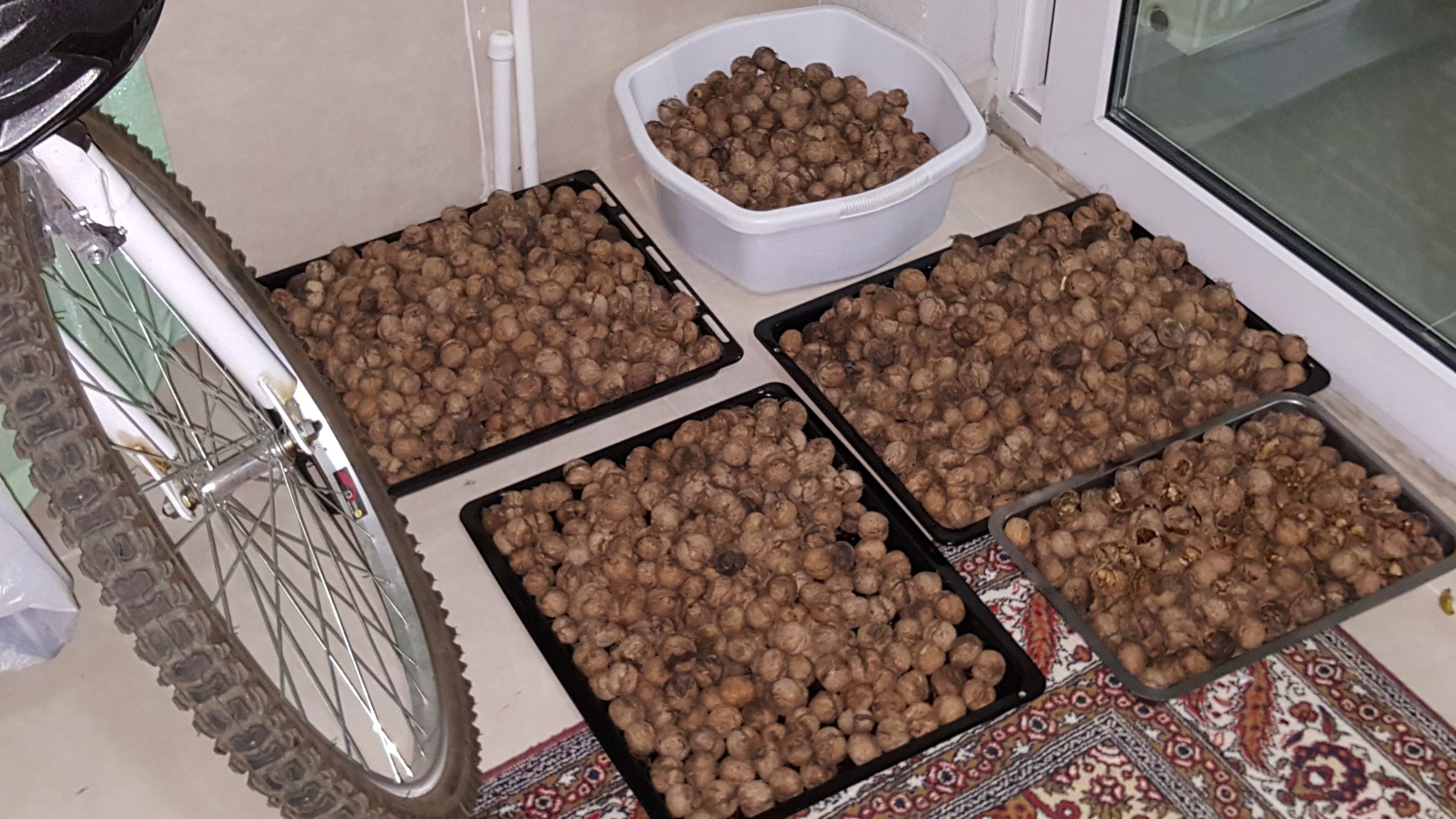 How to Extract Walnut 6 Steps (with Pictures) Instructables