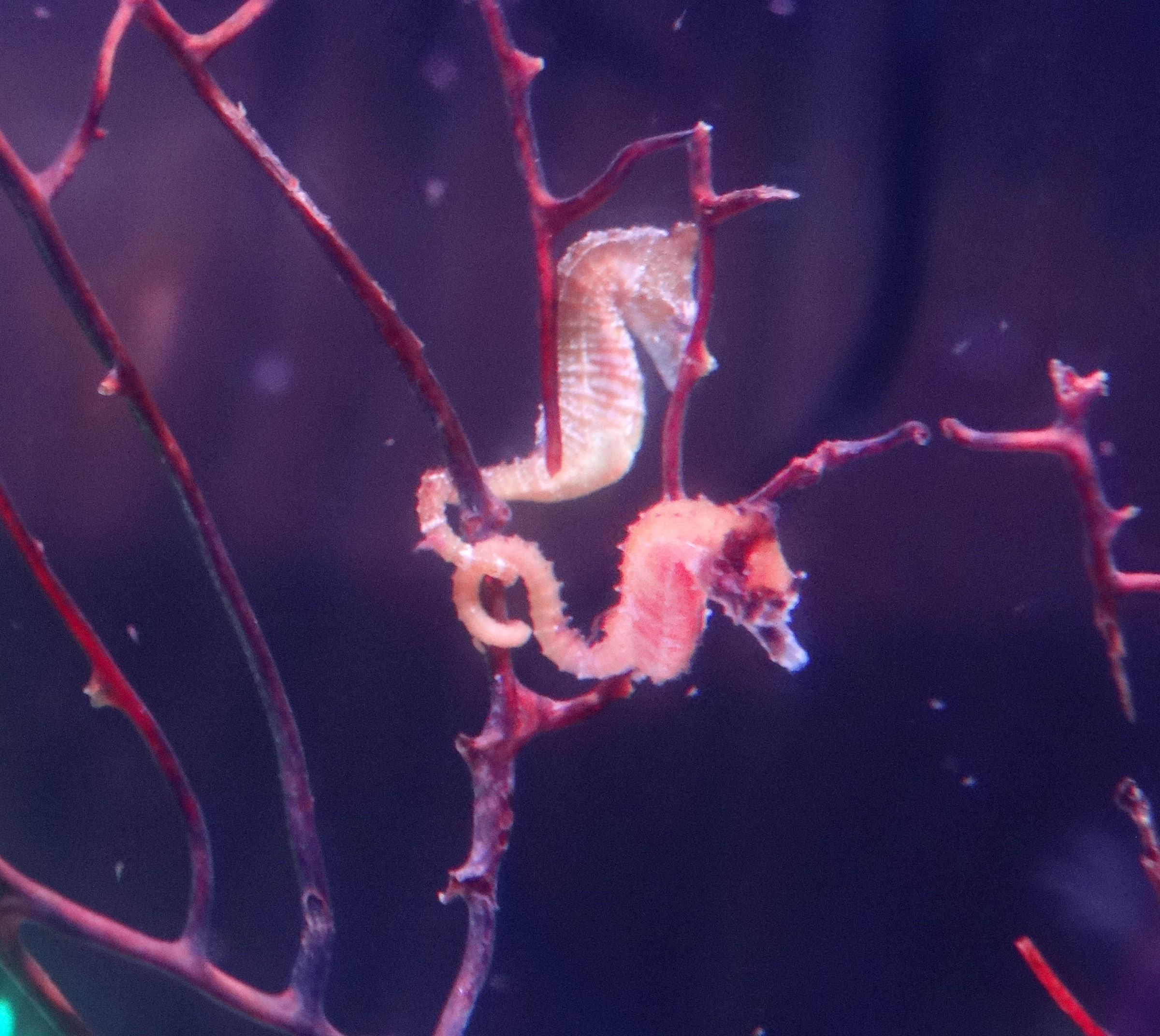 seahorse for sale petco