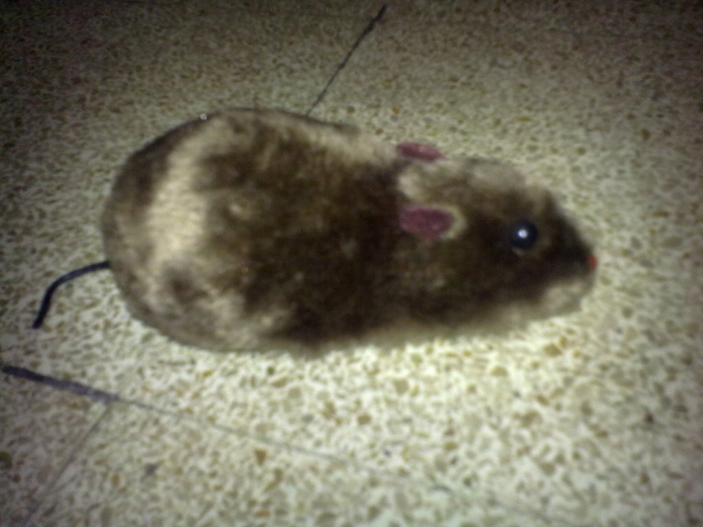 Mouse races fundraiser Mouse races fundraiser