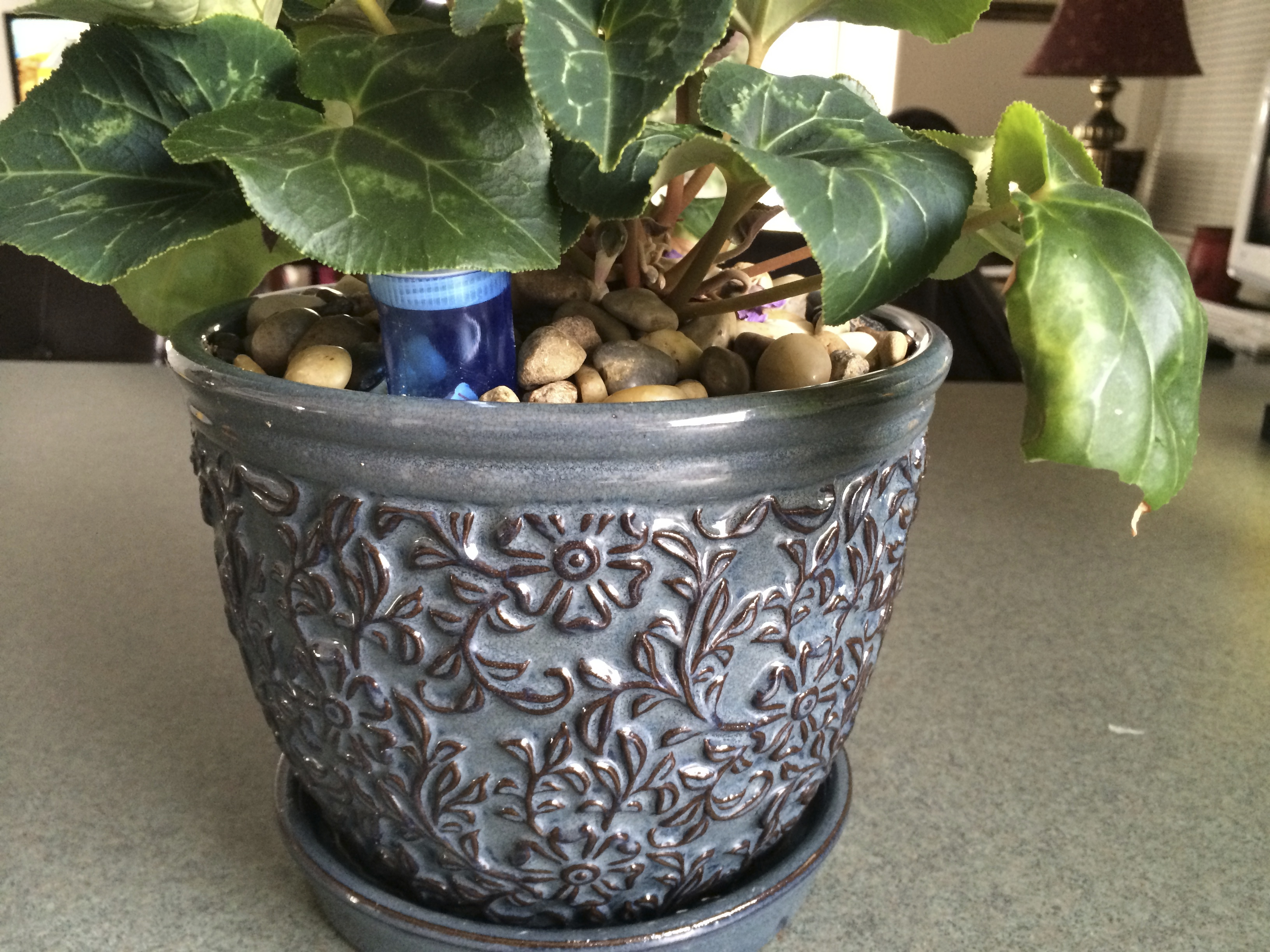 Self Watering House Plant (with Water Level Indicator) 5 Steps