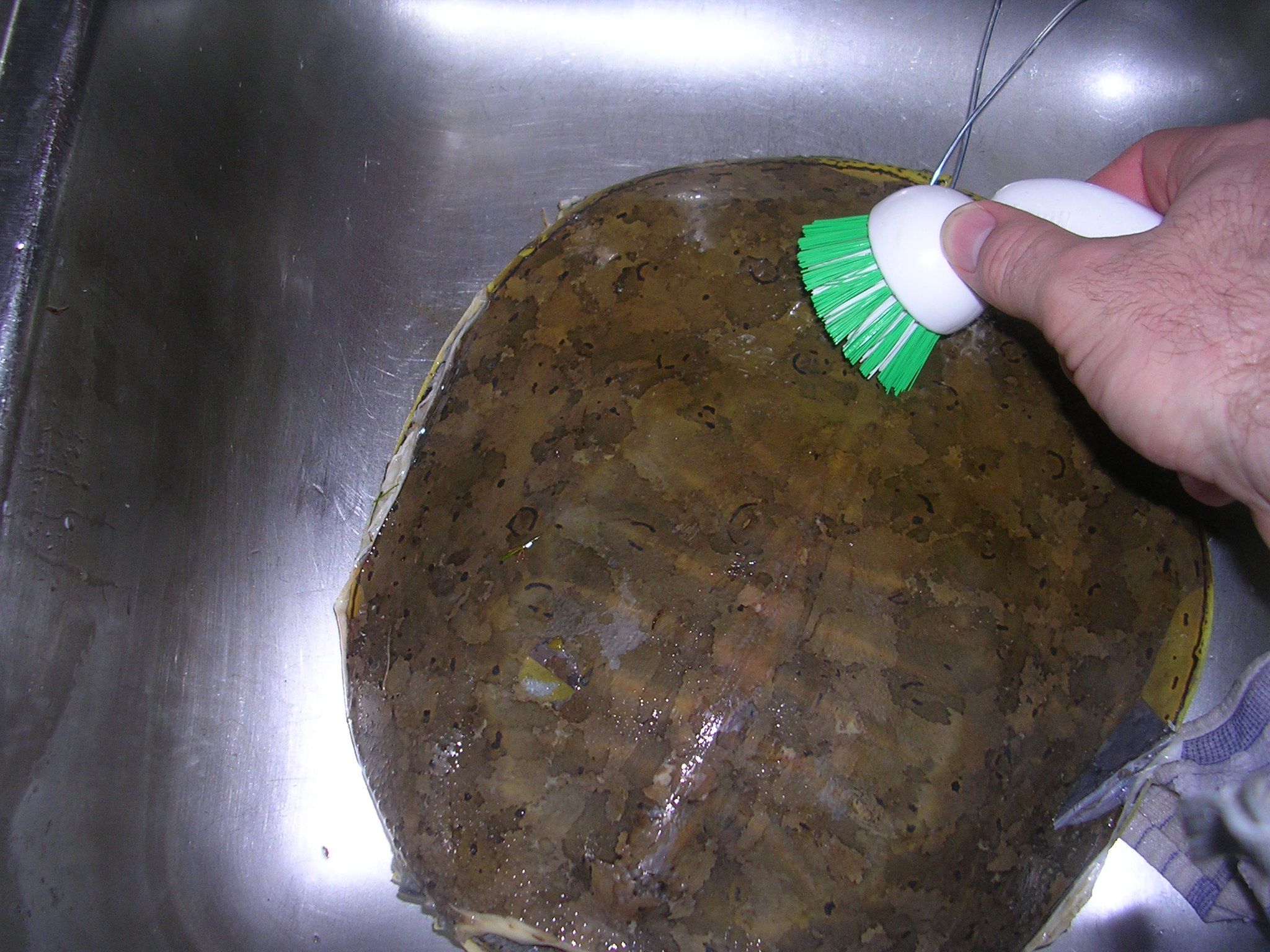 How to Clean a Turtle 4 Steps Instructables