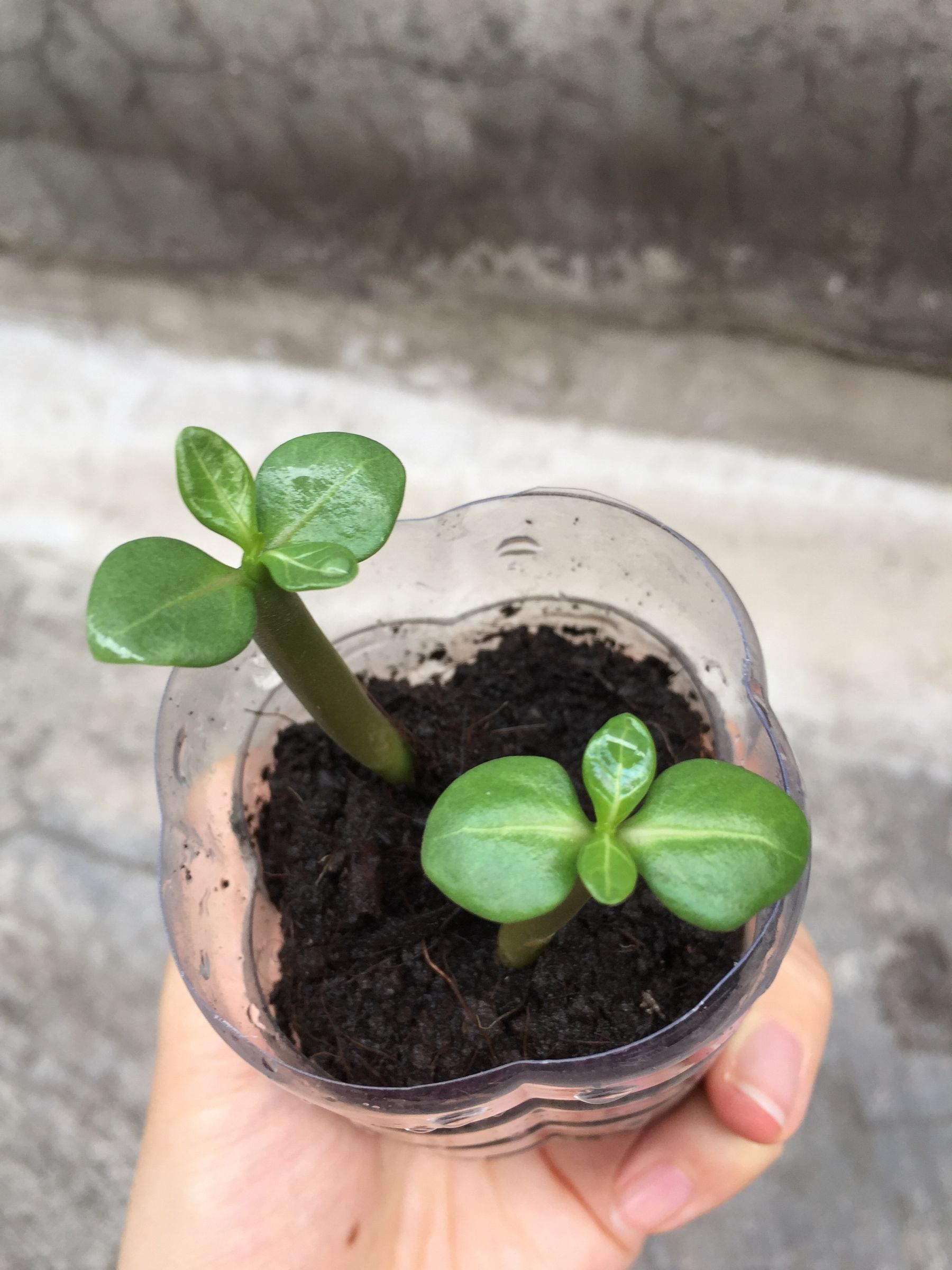 Start Desert Rose From Seeds 4 Steps (with Pictures) Instructables