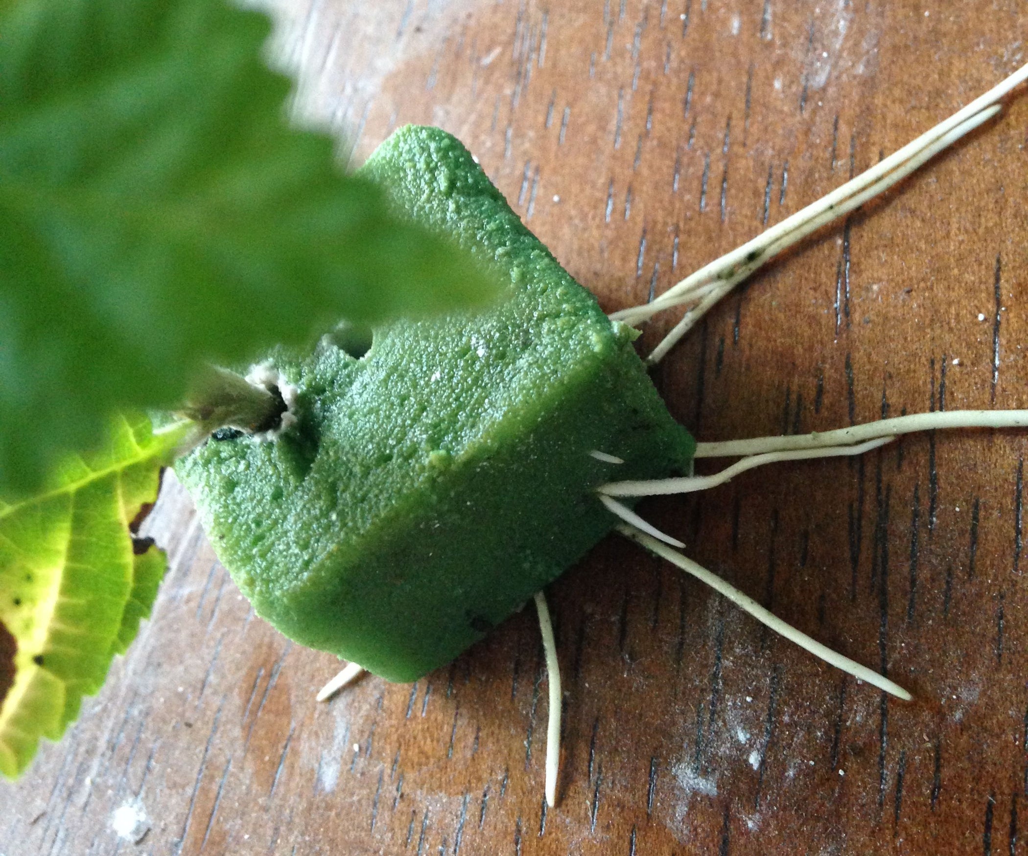 Rooting Cuttings in Florist Wet Foam : 4 Steps (with Pictures