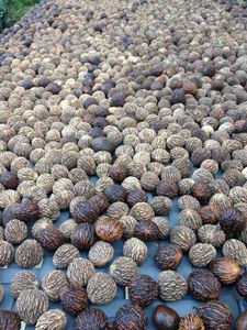 Black Walnut Harvesting & Processing : 11 Steps (with Pictures ...
