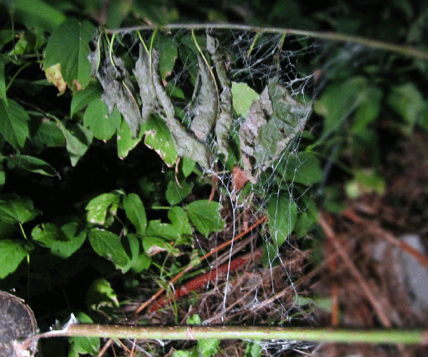 Make Creepy Fake Spider Webs - Fast and Easy!