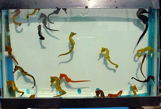 Intro To Seahorse Care With Pictures Instructables