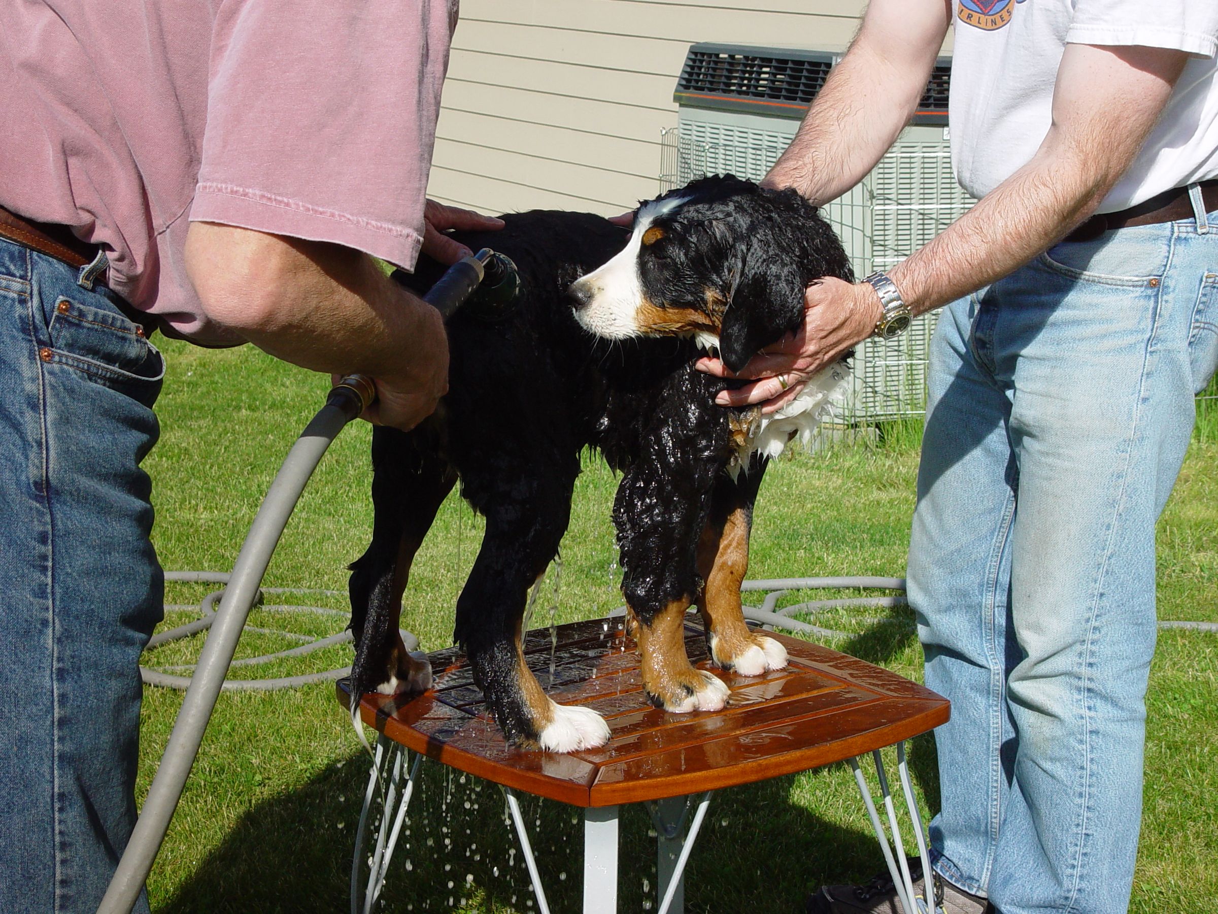 How to Give a Dog a Bath 4 Steps (with Pictures) Instructables