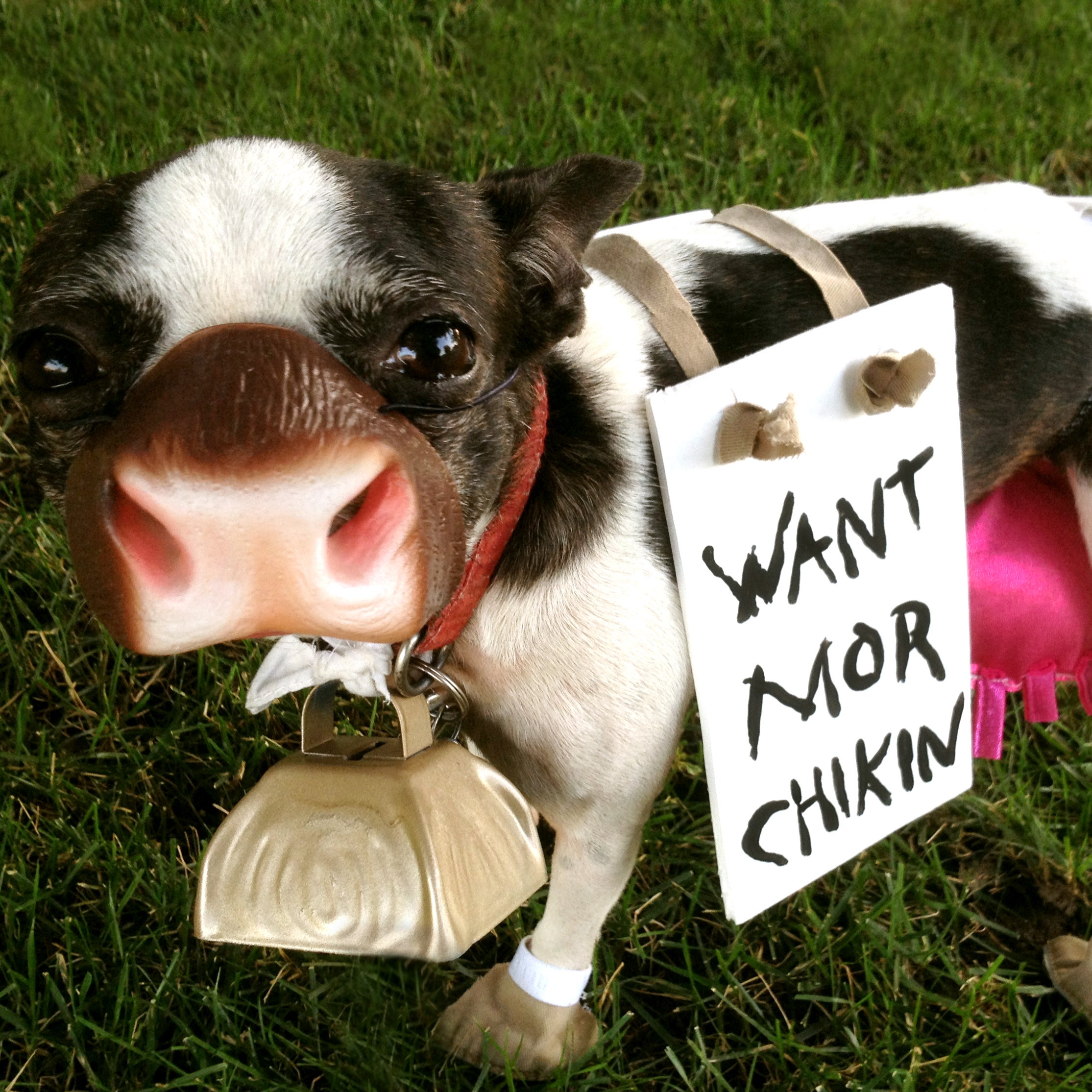 Dog Cow Halloween Costume 2022 Chick Fil A Dog Costume 5 Steps With Pictures Instructables