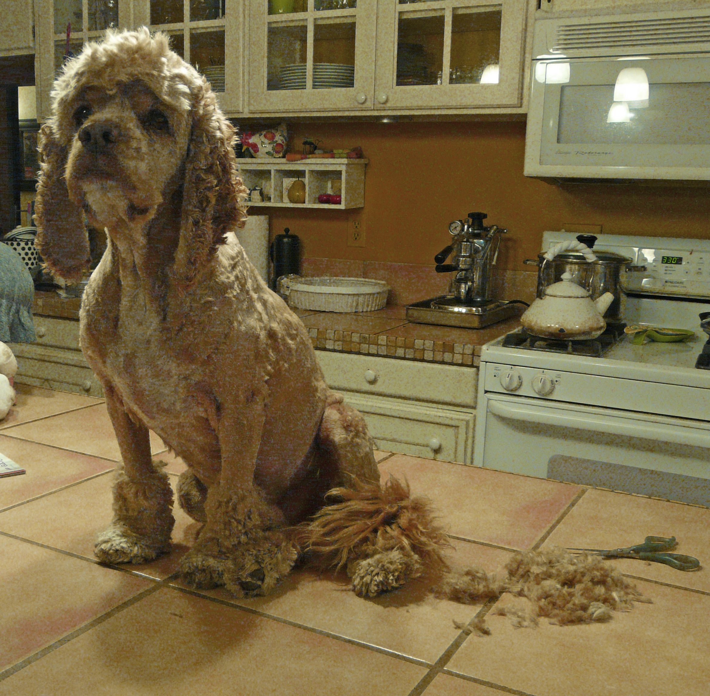 Felted Hair of the Dog Coat 4 Steps (with Pictures) Instructables