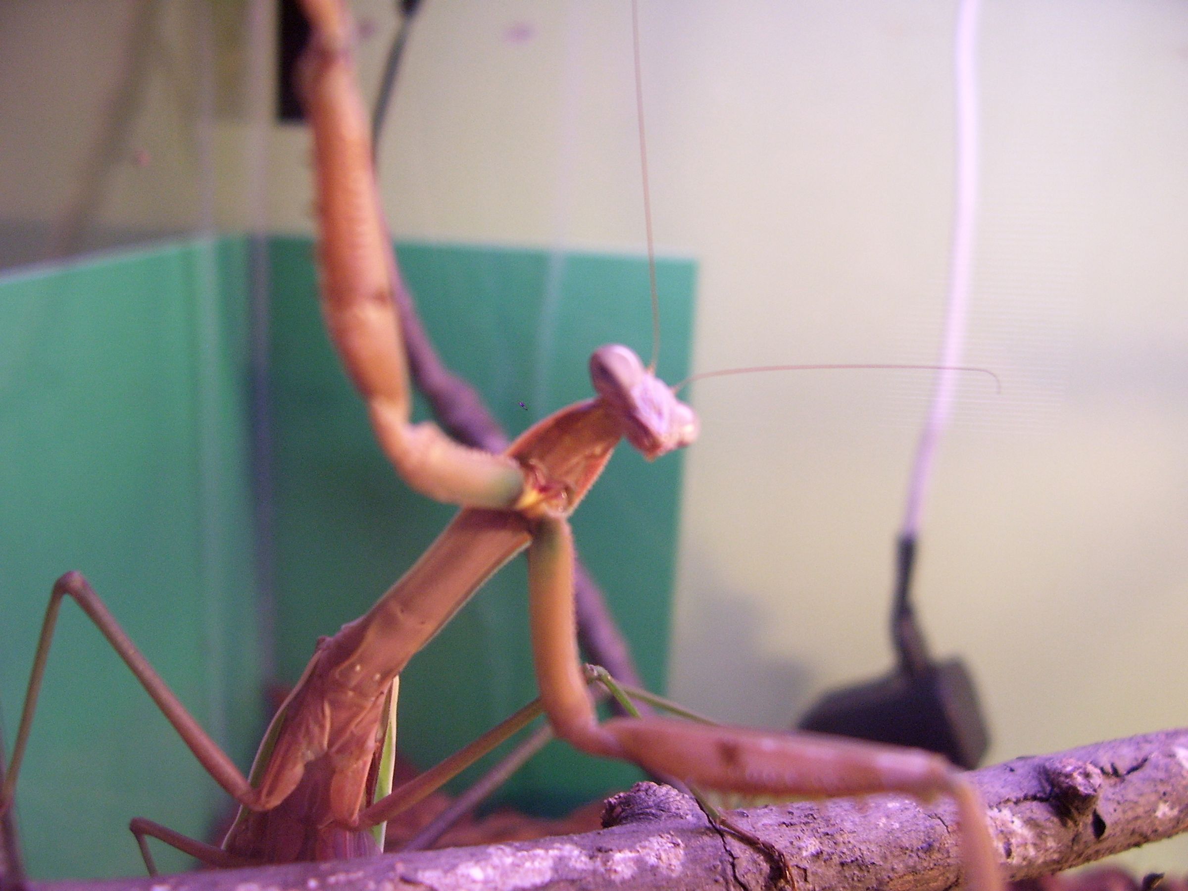 How To Care For A Praying Mantis 4 Steps Instructables