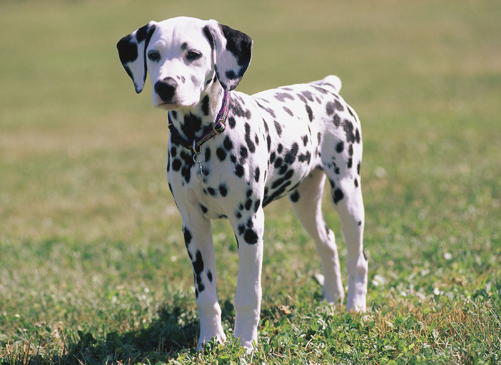 How to Find the Right Dog Breed for You! 8 Steps Instructables