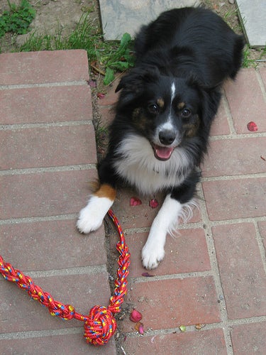 Make a Rope Dog Toy : 6 Steps - Instructables