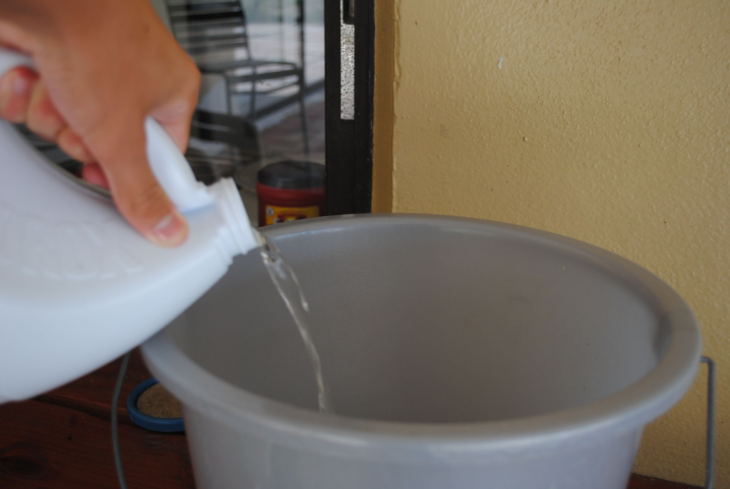 How to Bleach Sand Dollars 6 Steps (with Pictures) Instructables