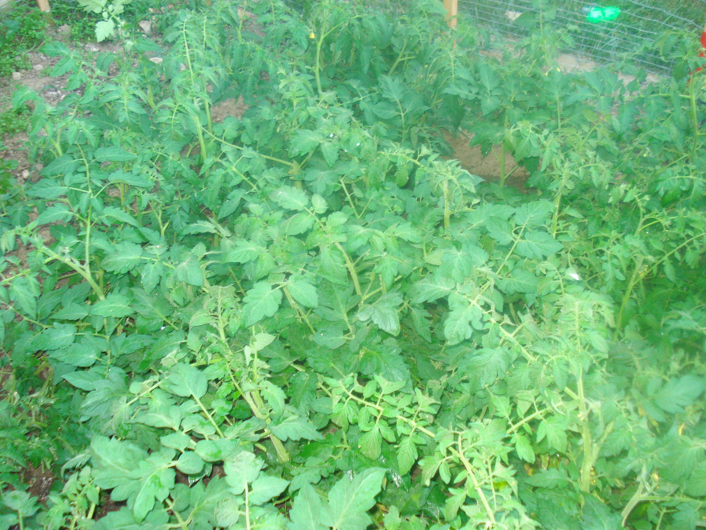 Clone a Tomato Plant (and Fill Your Garden for FREE!) : 6 Steps (with