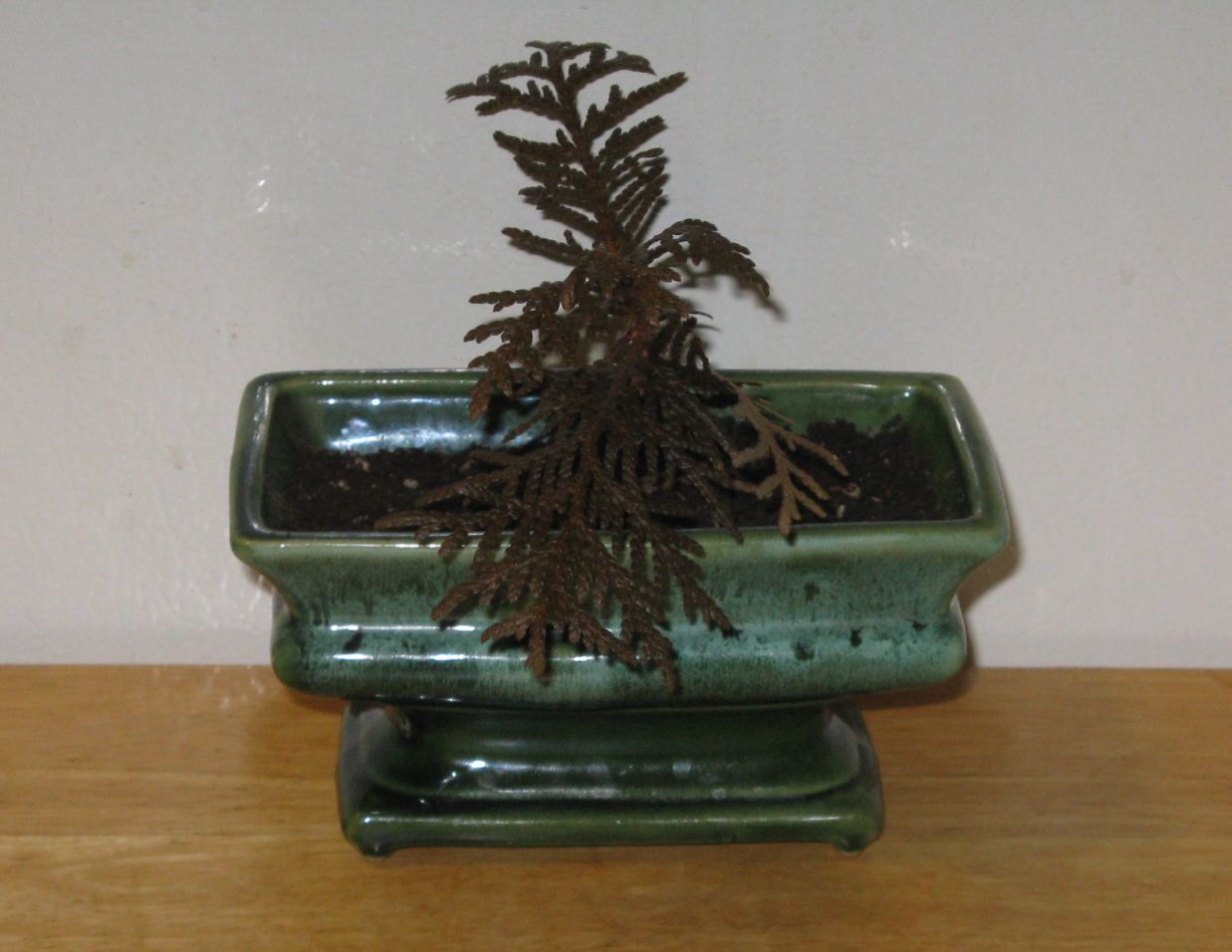 Starting A Bonsai From Seed 6 Steps With Pictures Instructables