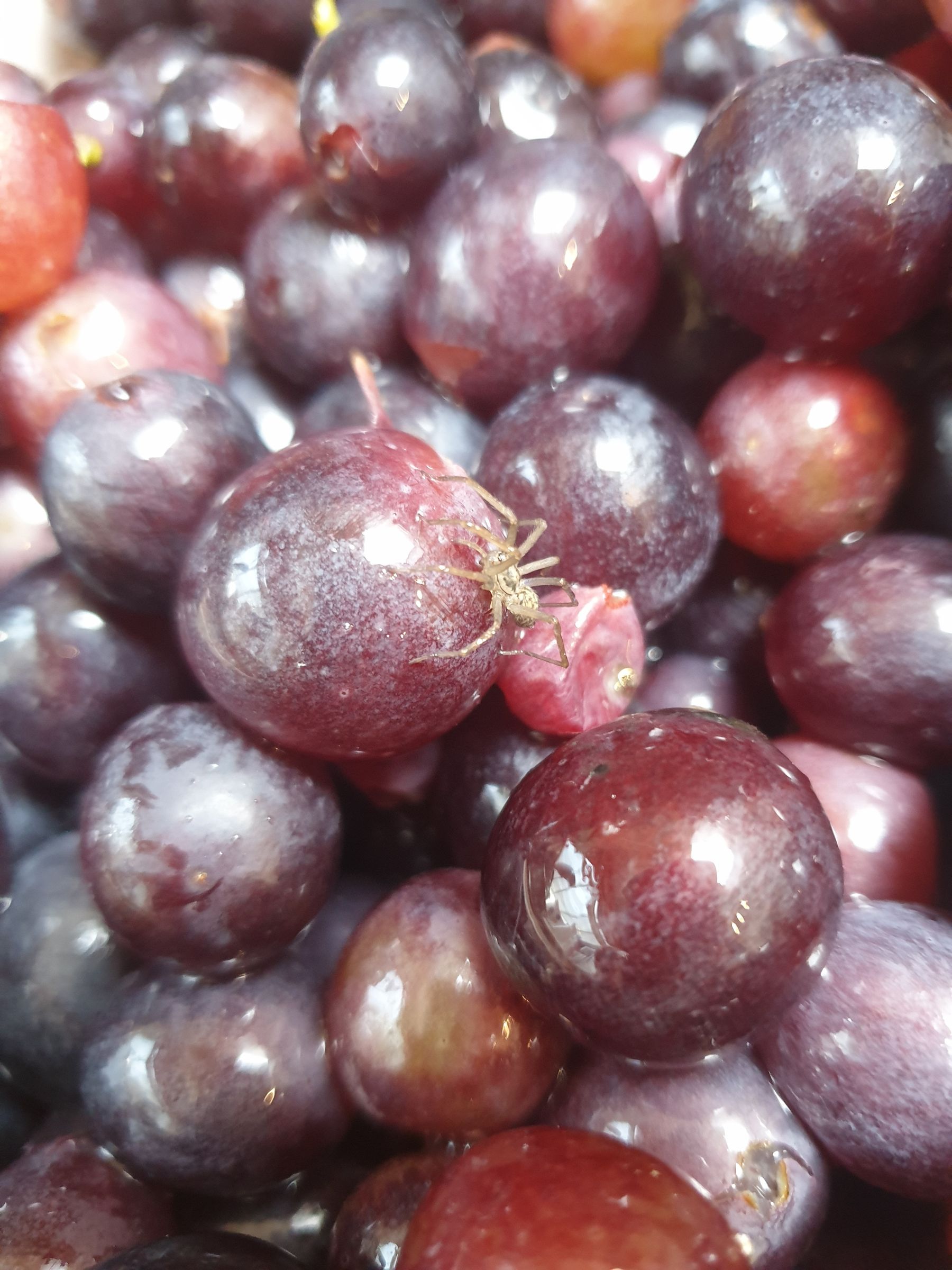 How to Make Your Own Wine From Grapes at Home 20 Steps (with Pictures) Instructables