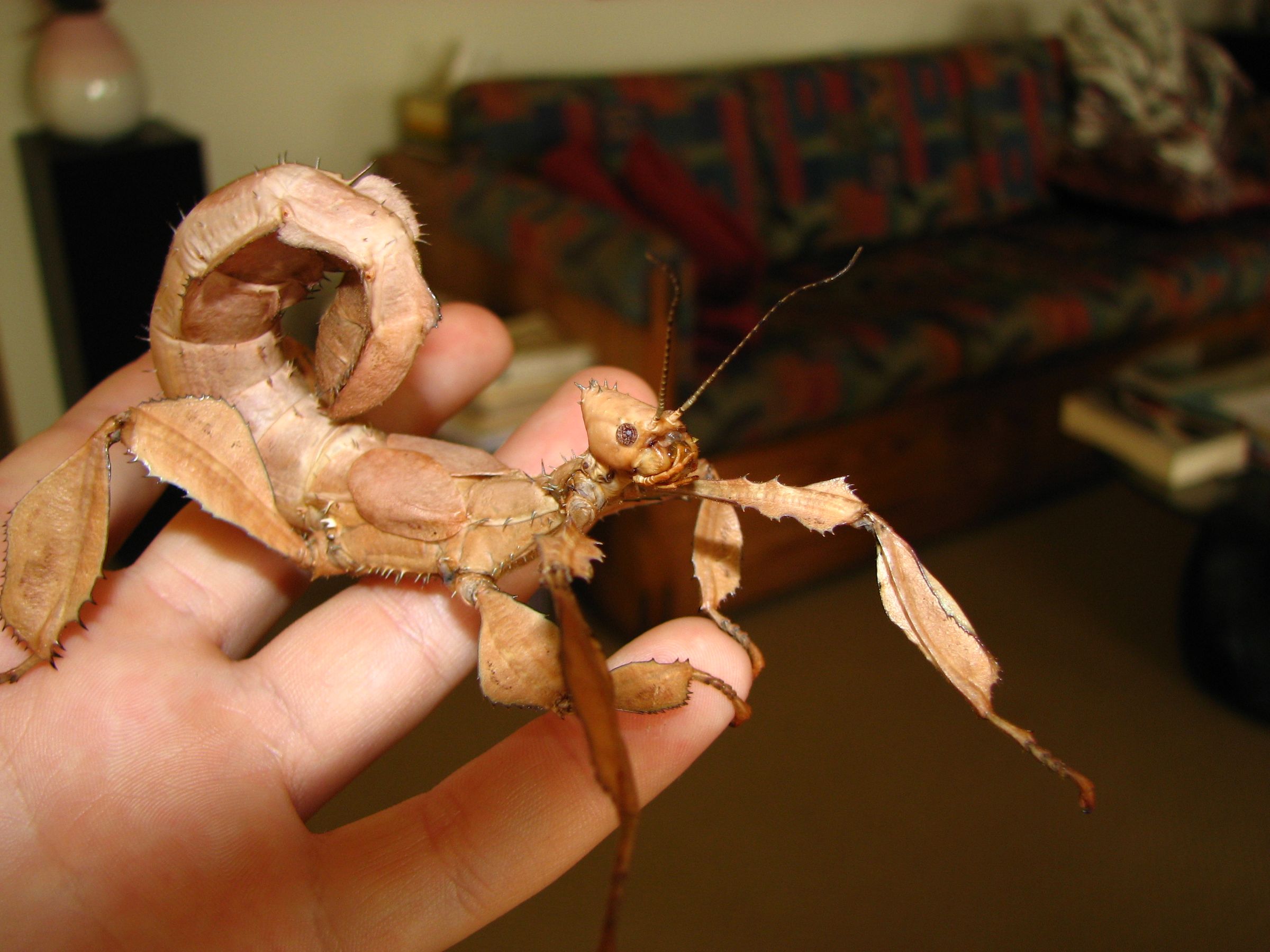 How to Keep a Pet Spiny Leaf Insect : 7 Steps (with Pictures ...