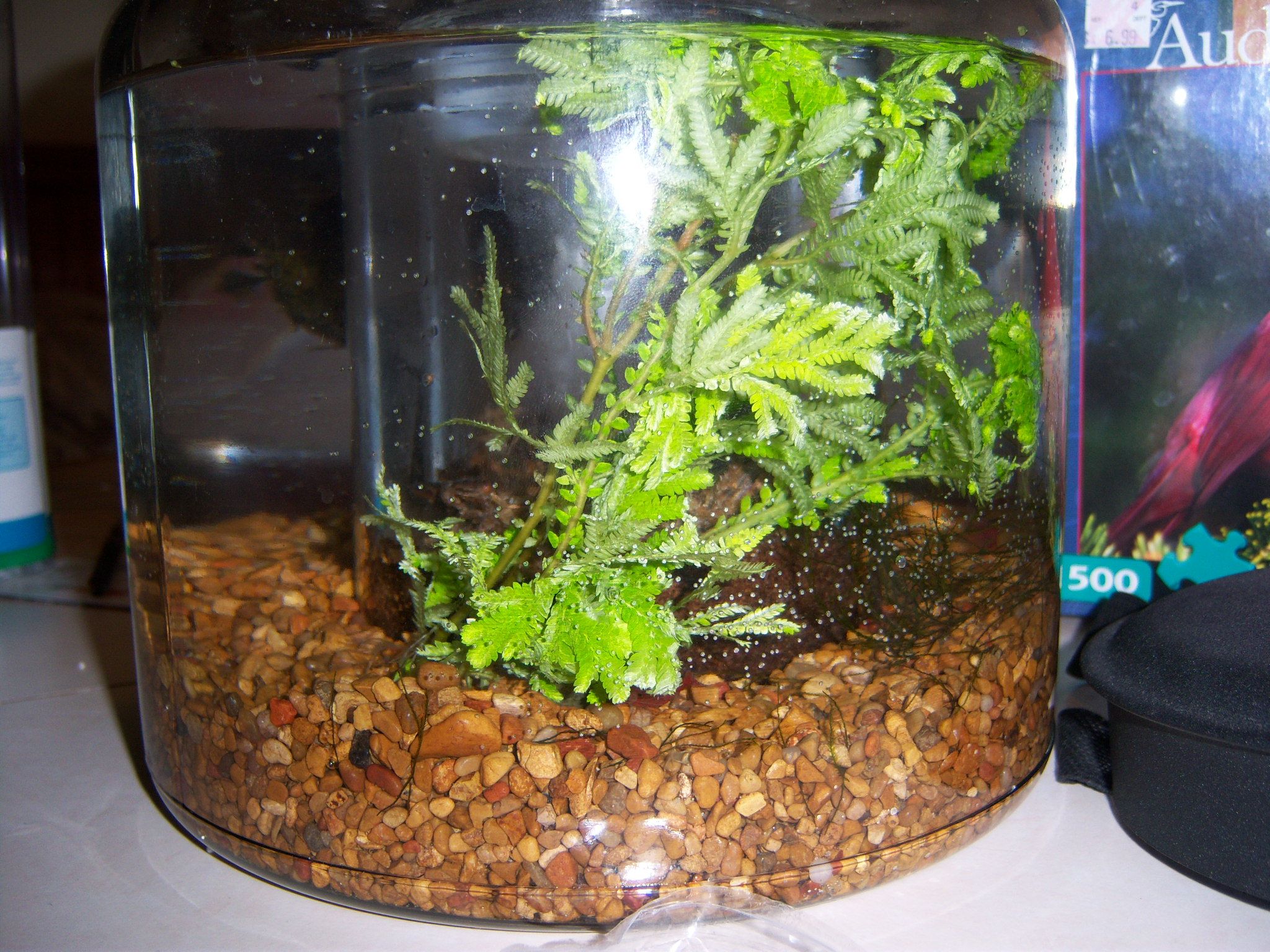 A Low Maintenance/self Sustaining Ecosystem and Aquarium! 9 Steps
