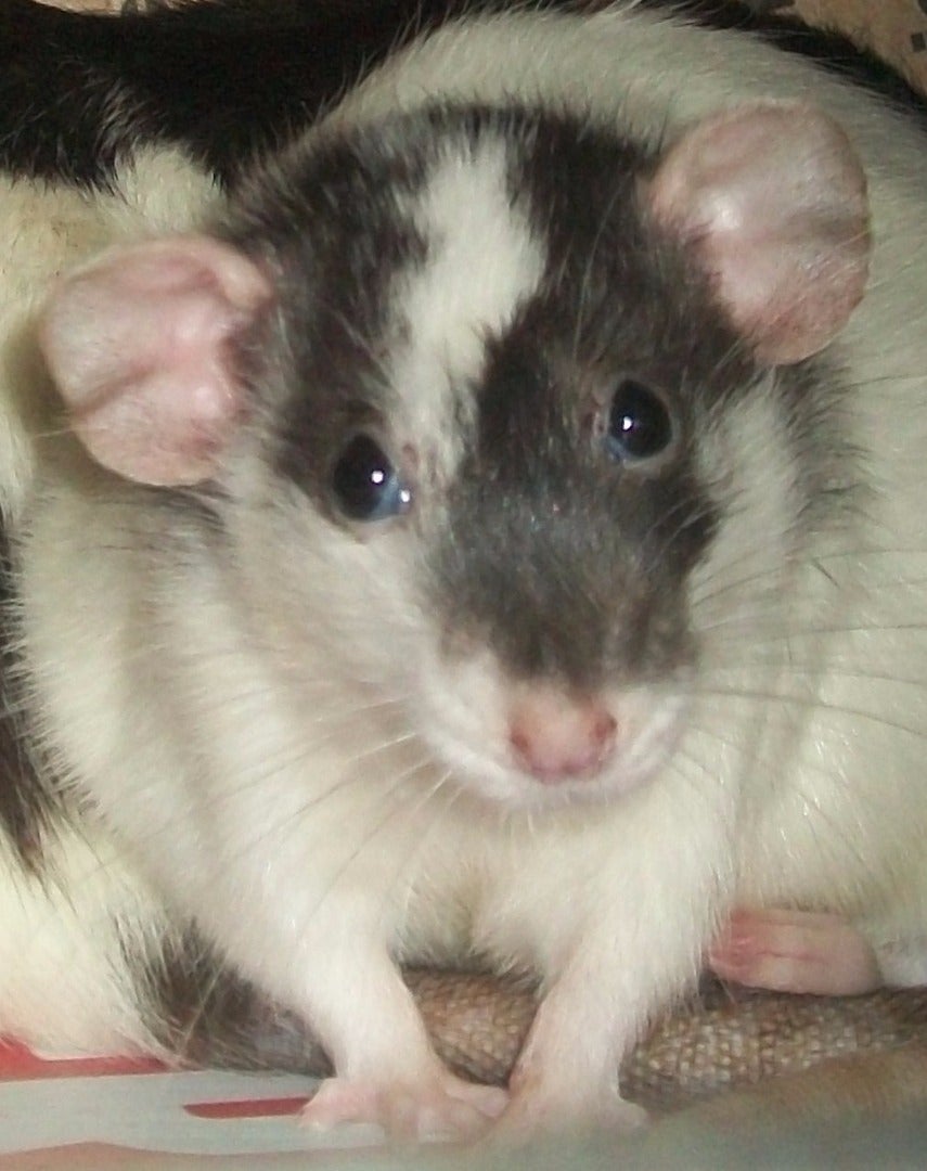 How to Catch and Escaped Pet Rat 6 Steps Instructables