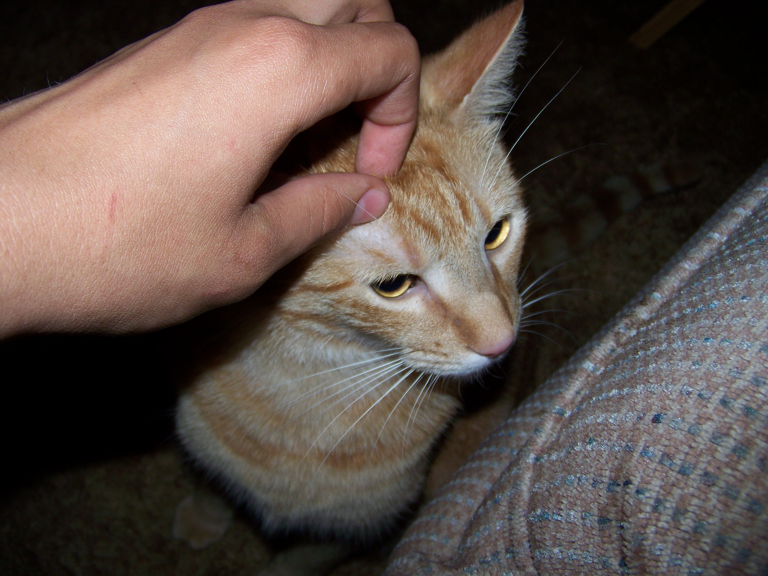 How to Make Your Cat Purr 7 Steps (with Pictures) Instructables