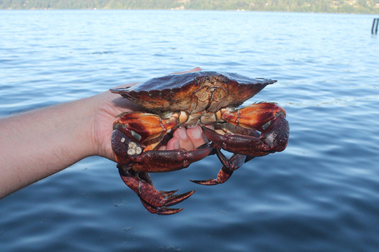 Crabbing Basics for Puget Sound 12 Steps (with Pictures) Instructables