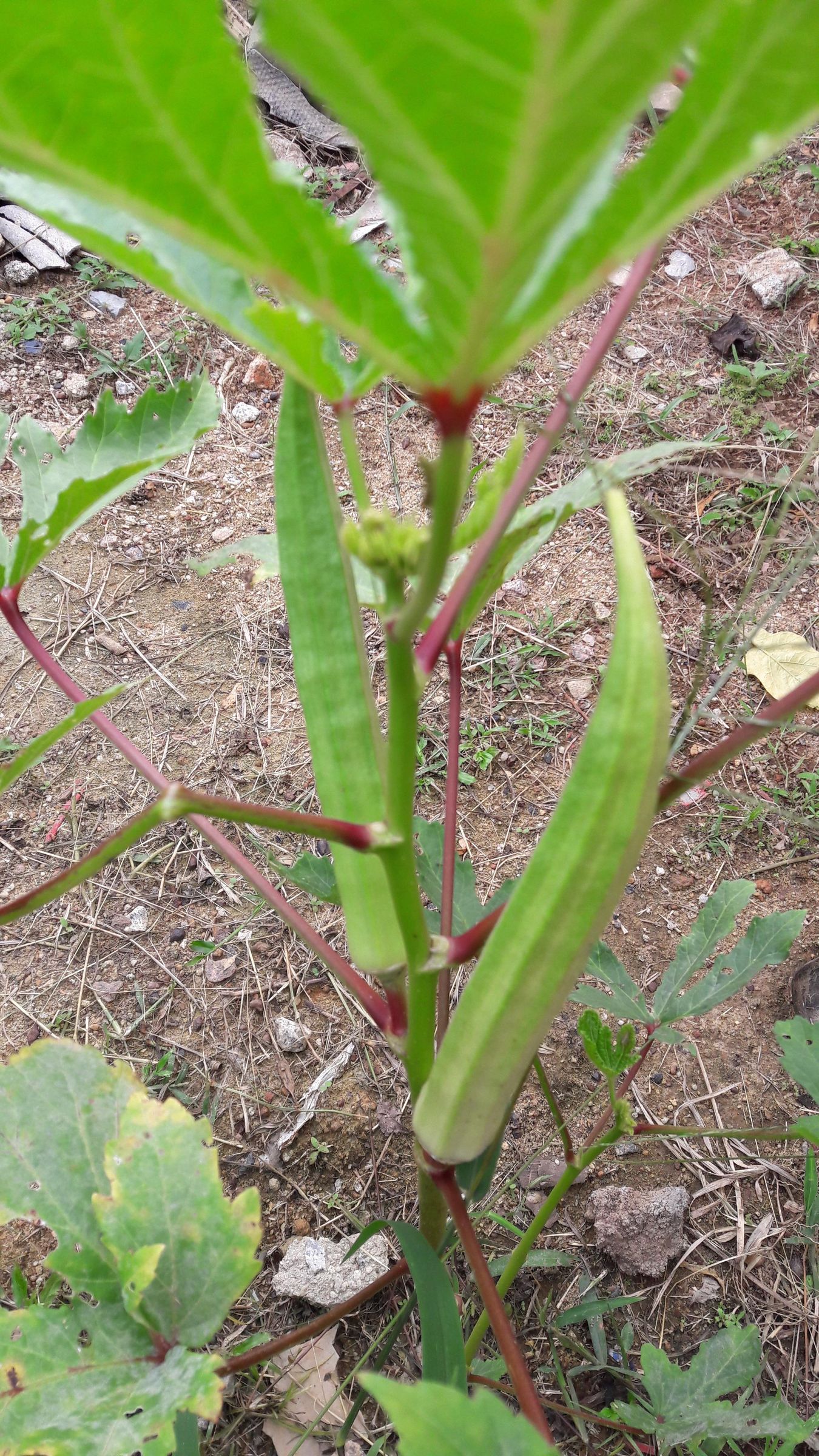 Coffee From Okra Seeds 6 Steps (with Pictures) Instructables