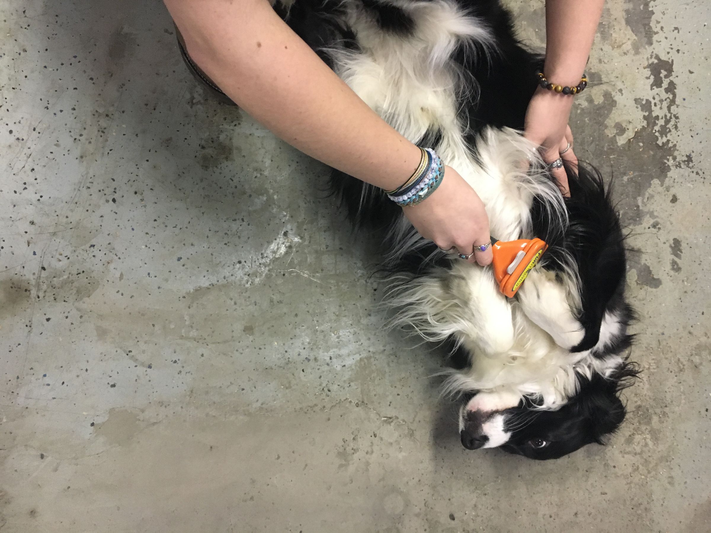 How to Wash a Dog 10 Steps Instructables