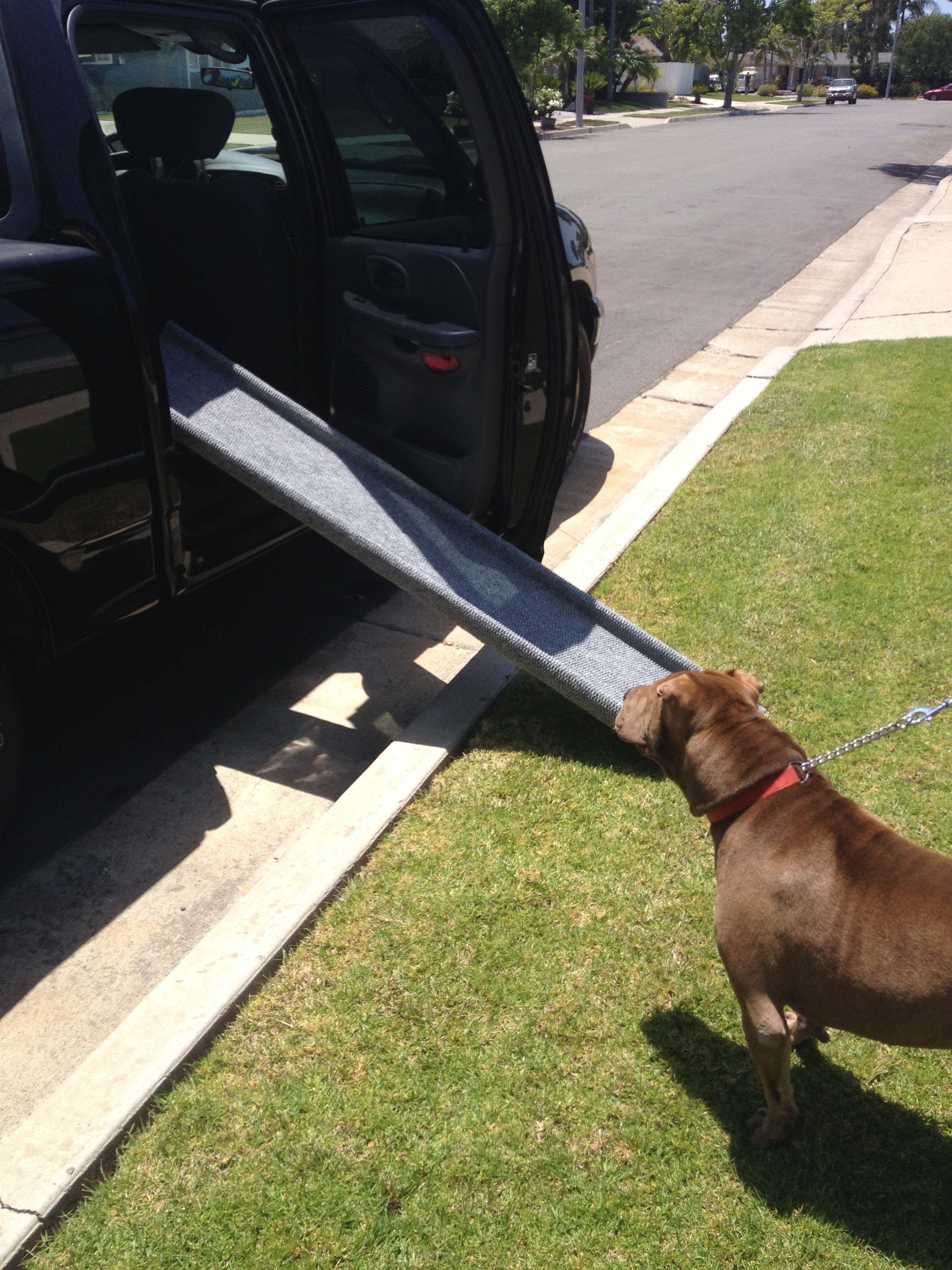 tailgate dog ramp