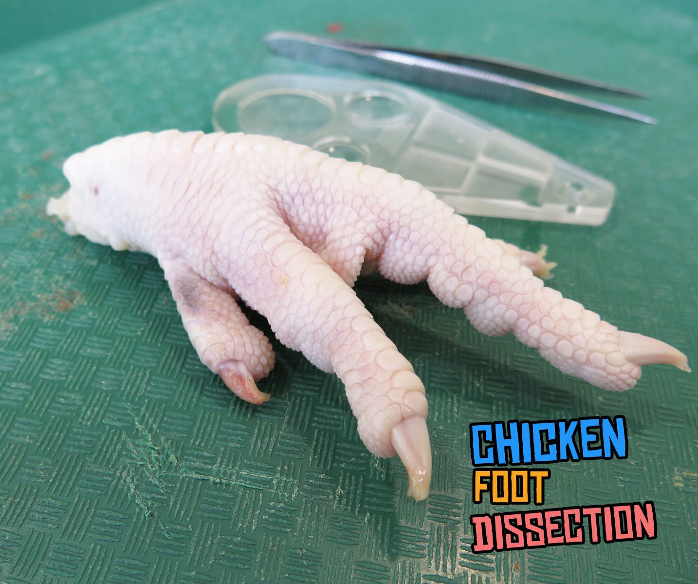 Chicken Foot Dissection 7 Steps Instructables