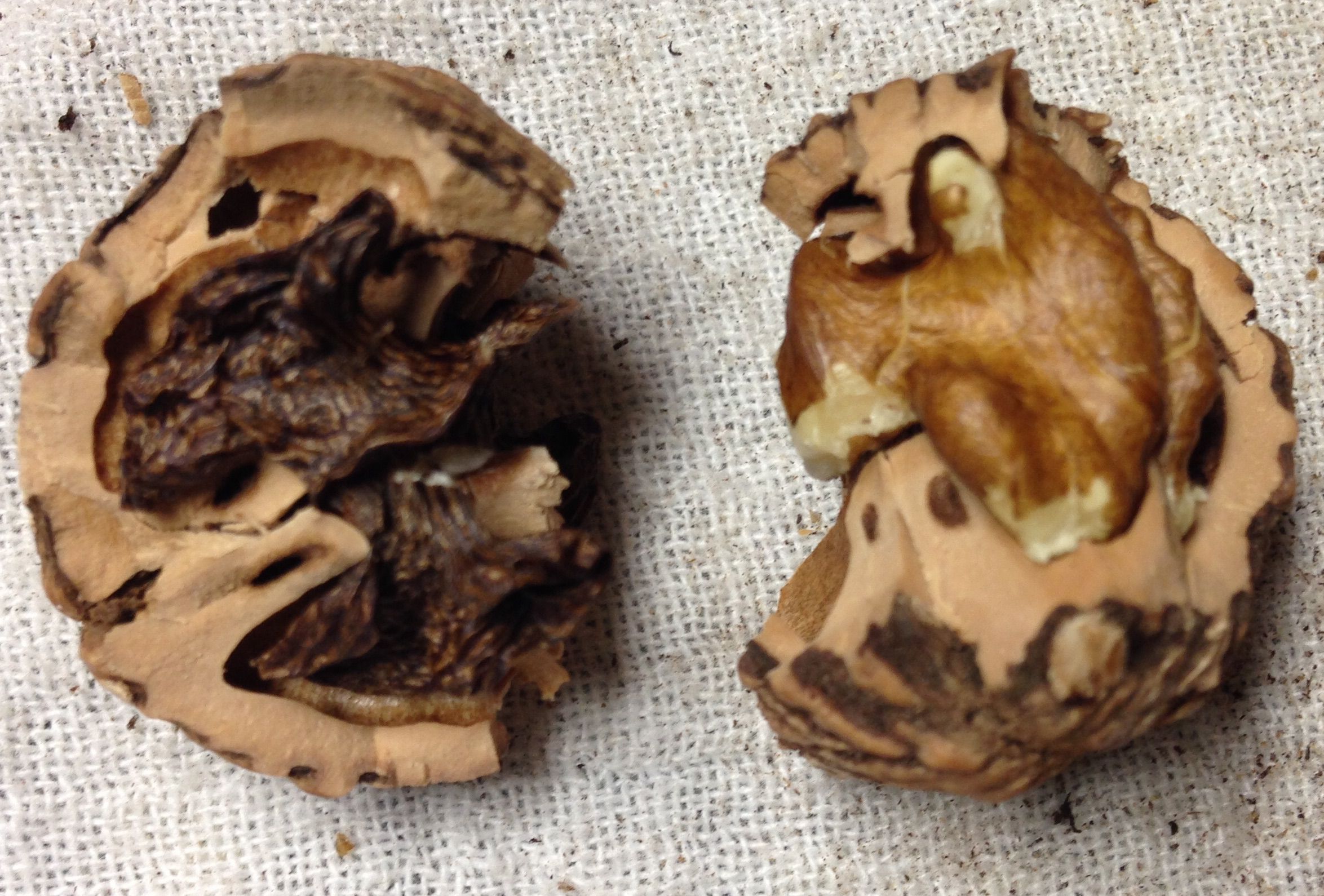 Black Walnut Harvesting & Processing 11 Steps (with Pictures