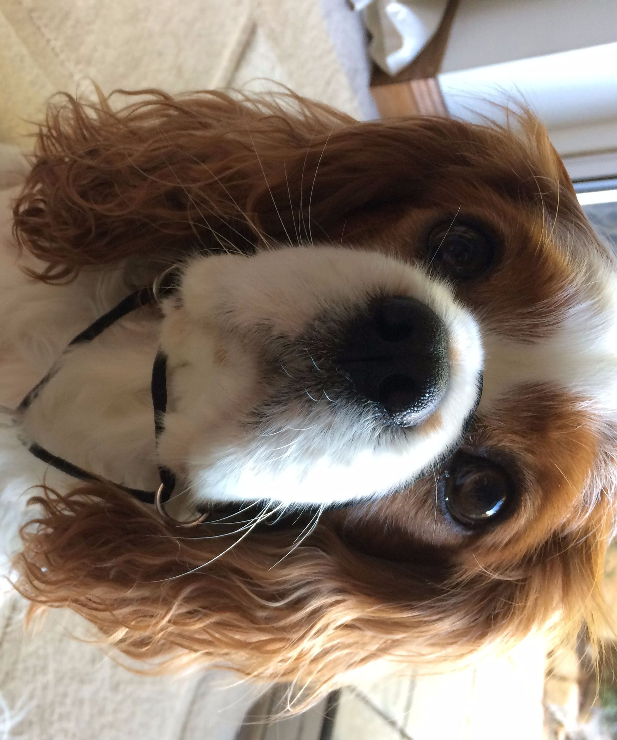Collars Collars, Harnesses & Leashes Headcollars Head Collar for Small