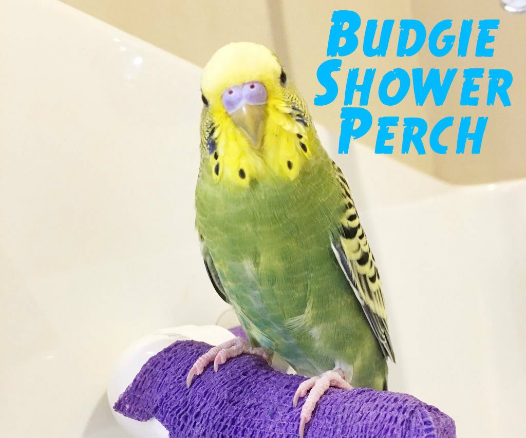budgie perches