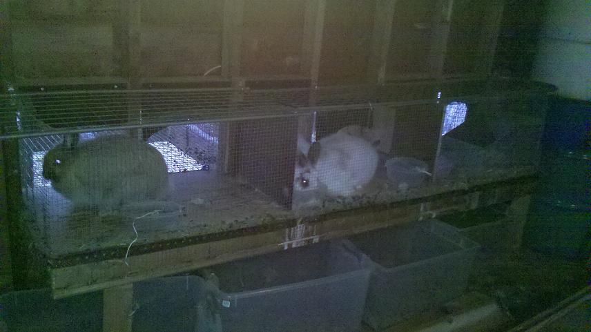 catch of the day rabbit hutch