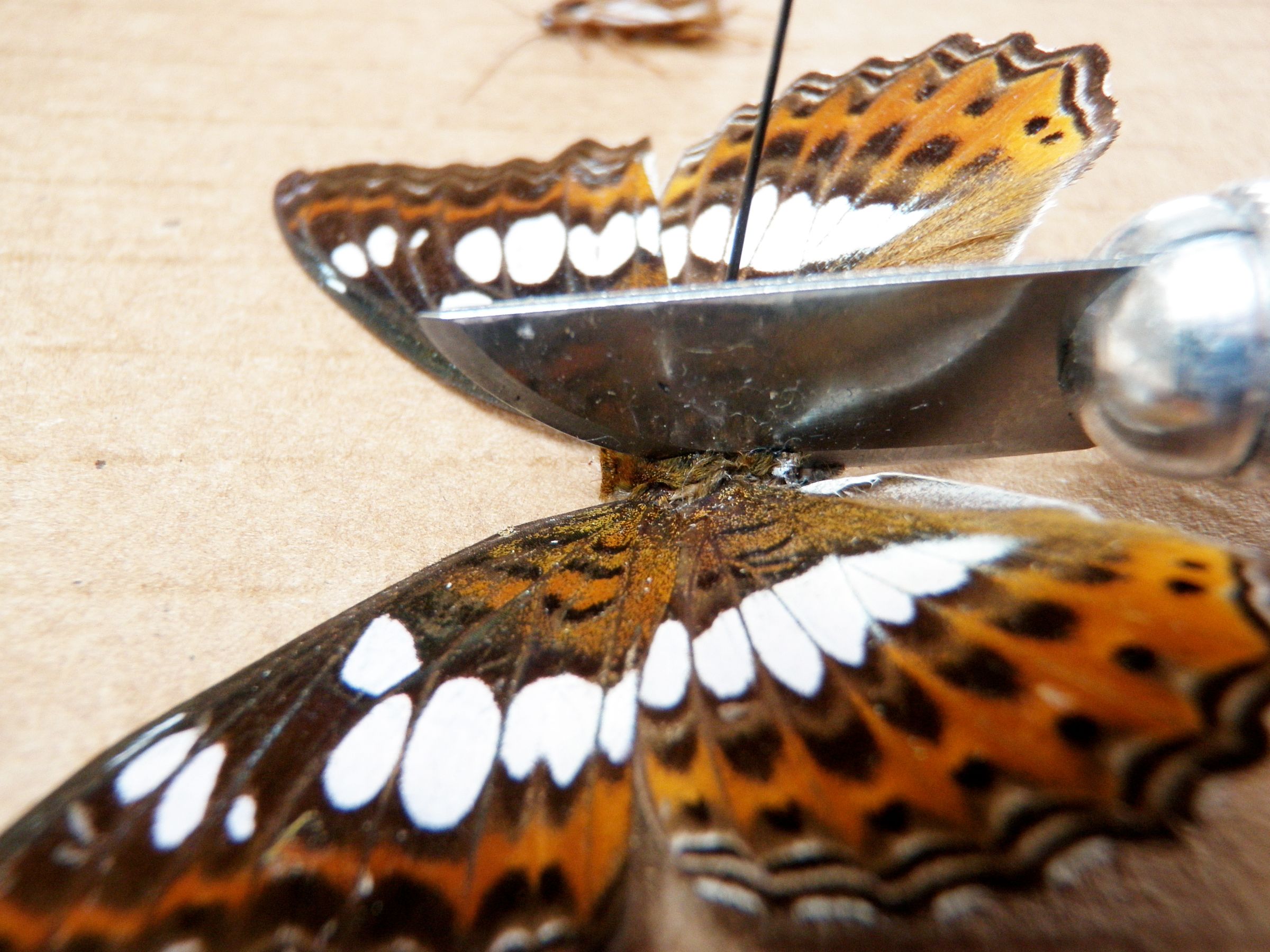 Catch a Cockerfly 7 Steps (with Pictures) Instructables