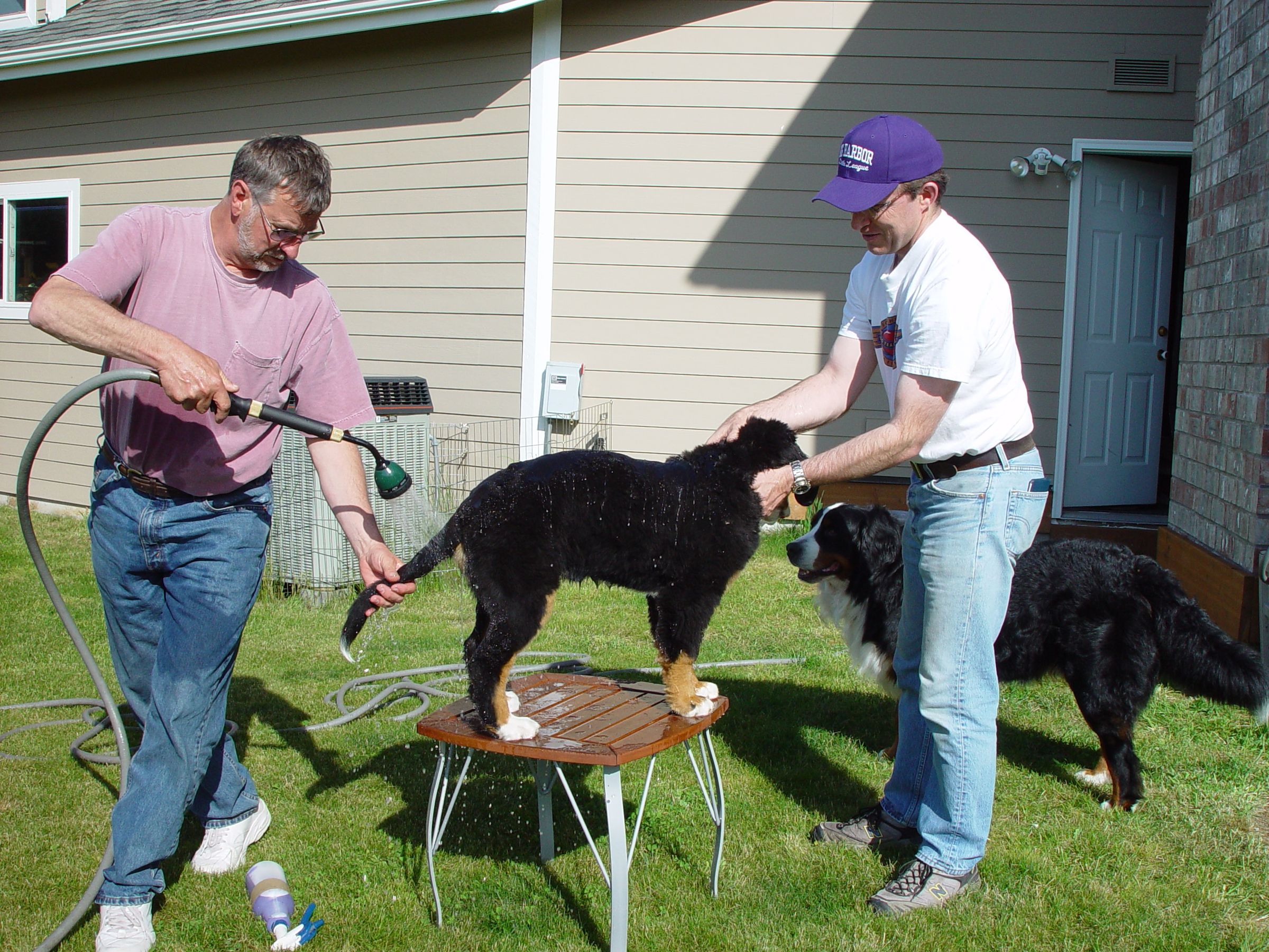 How to Give a Dog a Bath 4 Steps (with Pictures) Instructables