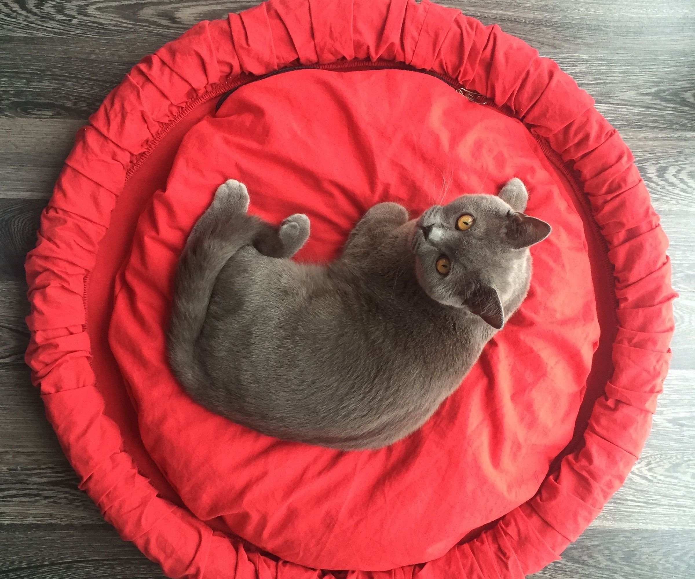 tire cat bed