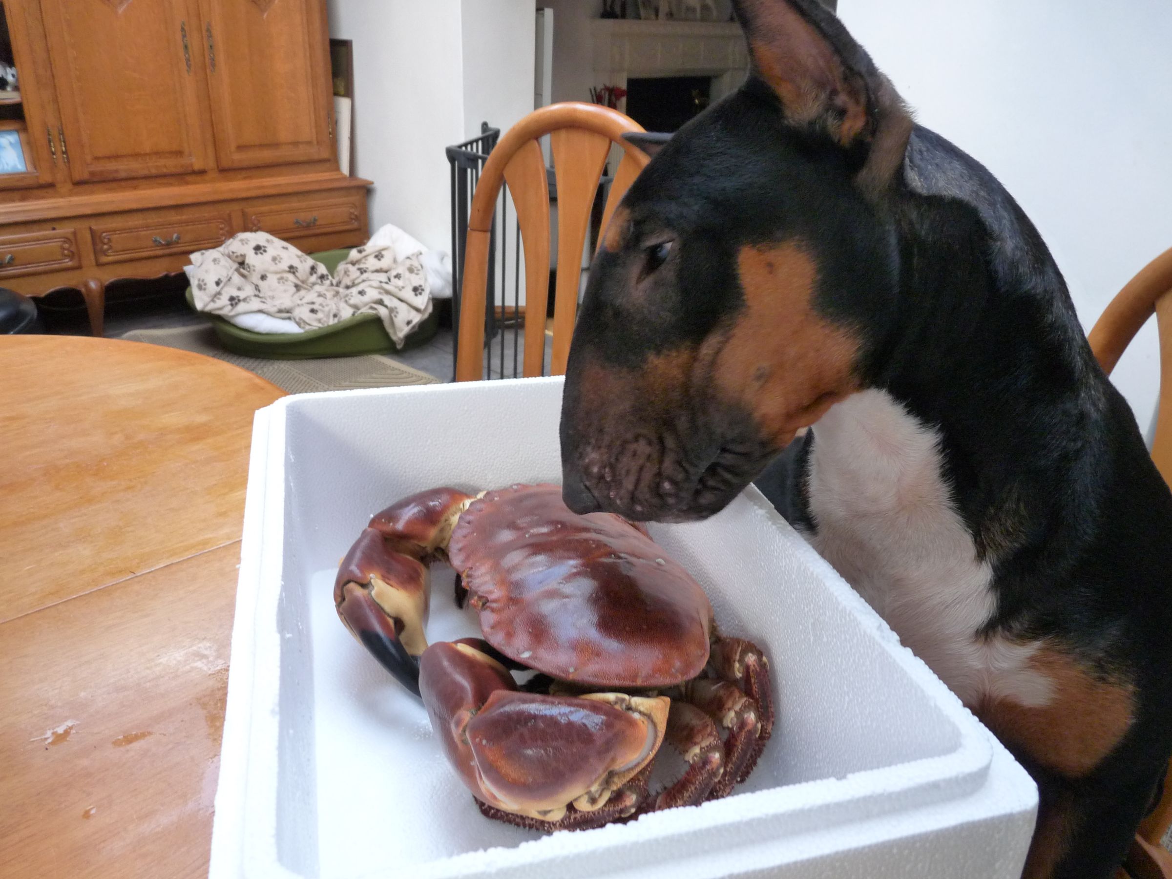 Live Crab How to Kill Instantly and Humanely Cooking Dressing and